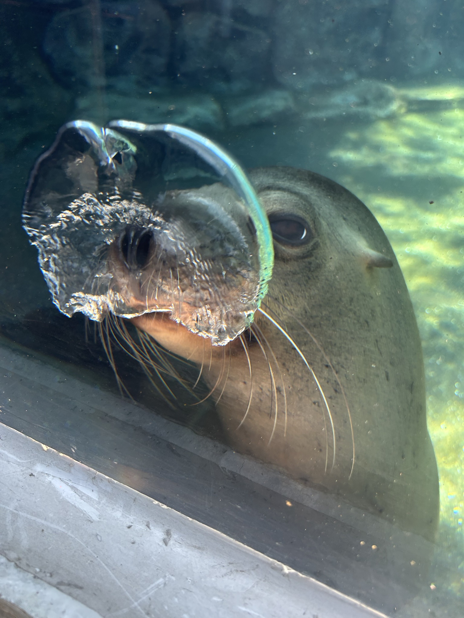 Meet the Sea Lion at Columbus Zoo