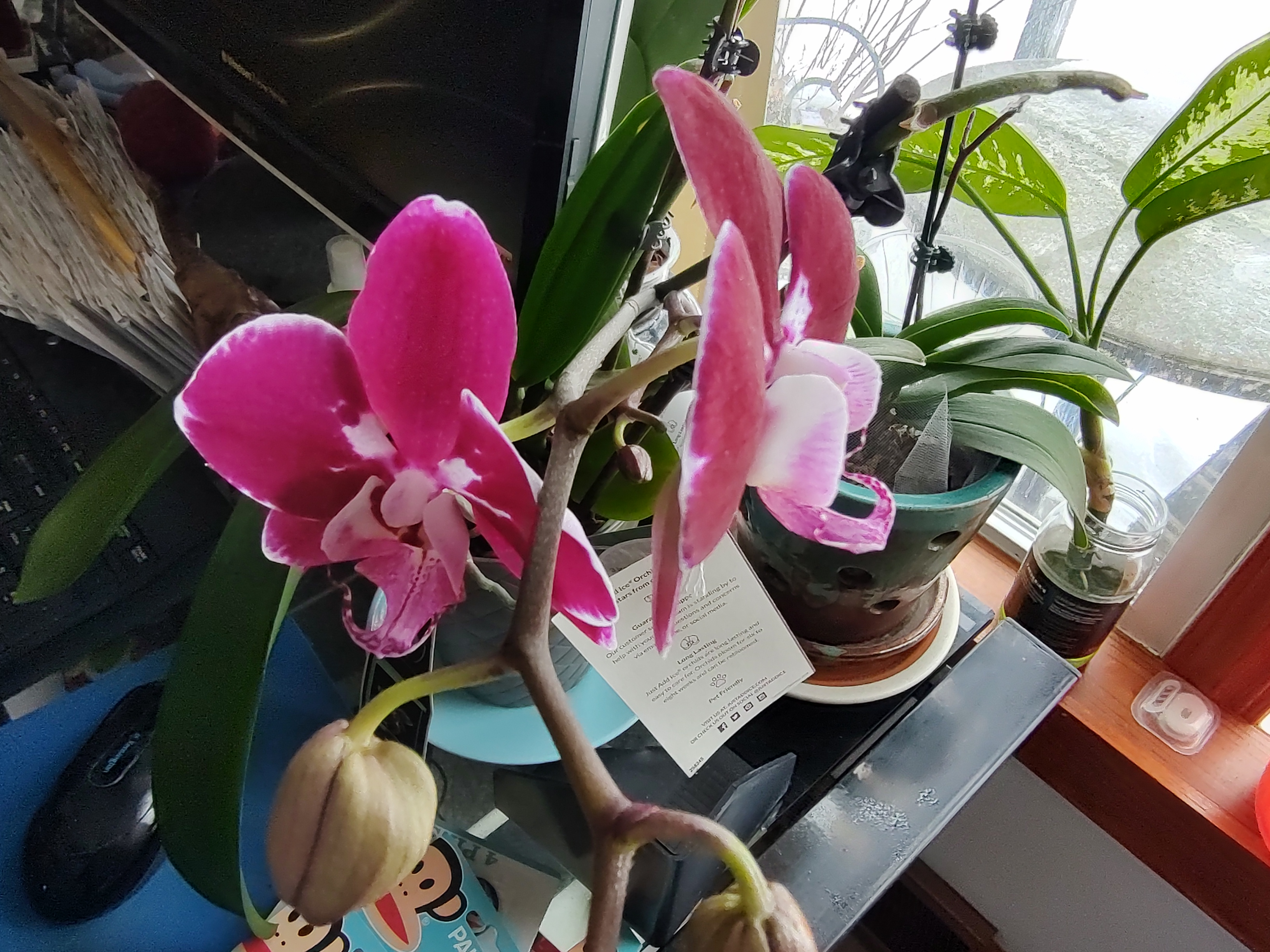 Today's Orchid Showcase: January 14, 2025