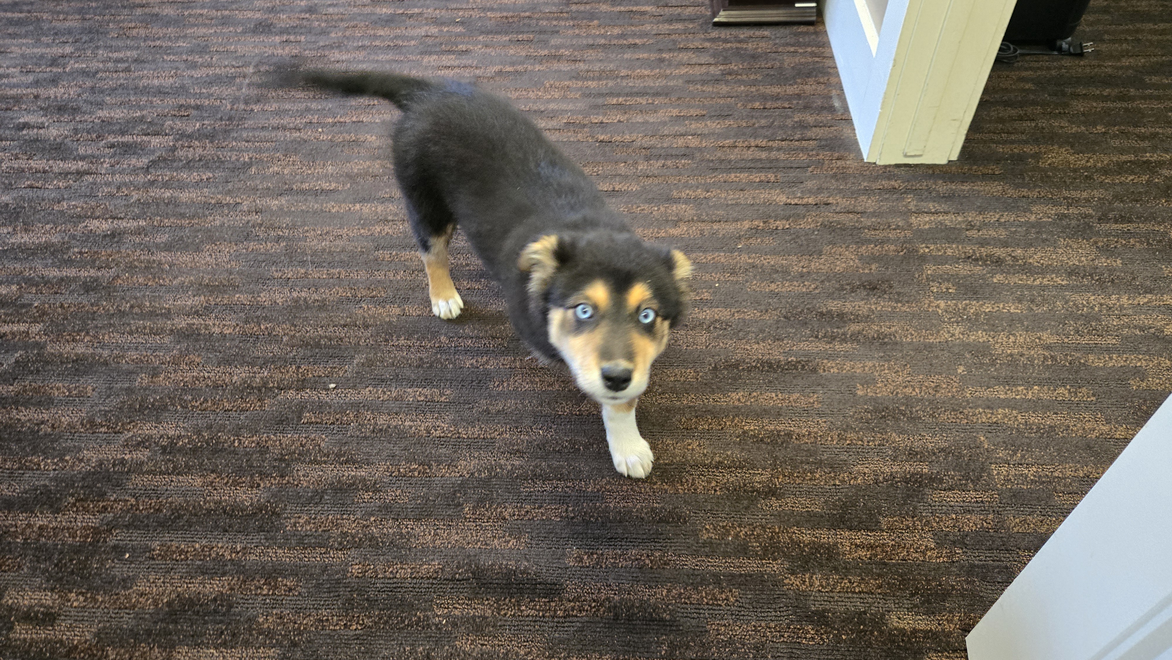 Meet my quirky new office sidekick!
