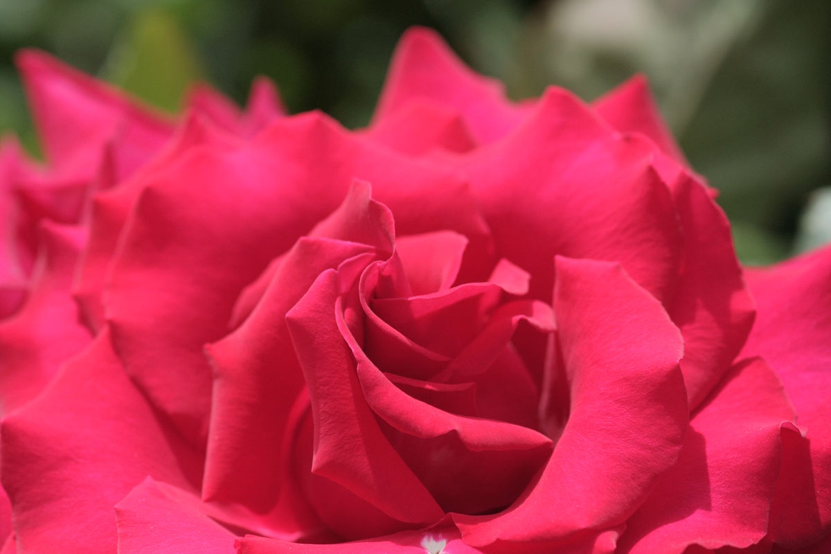 A Beautiful Day at the Keisei Rose Garden, May 2013