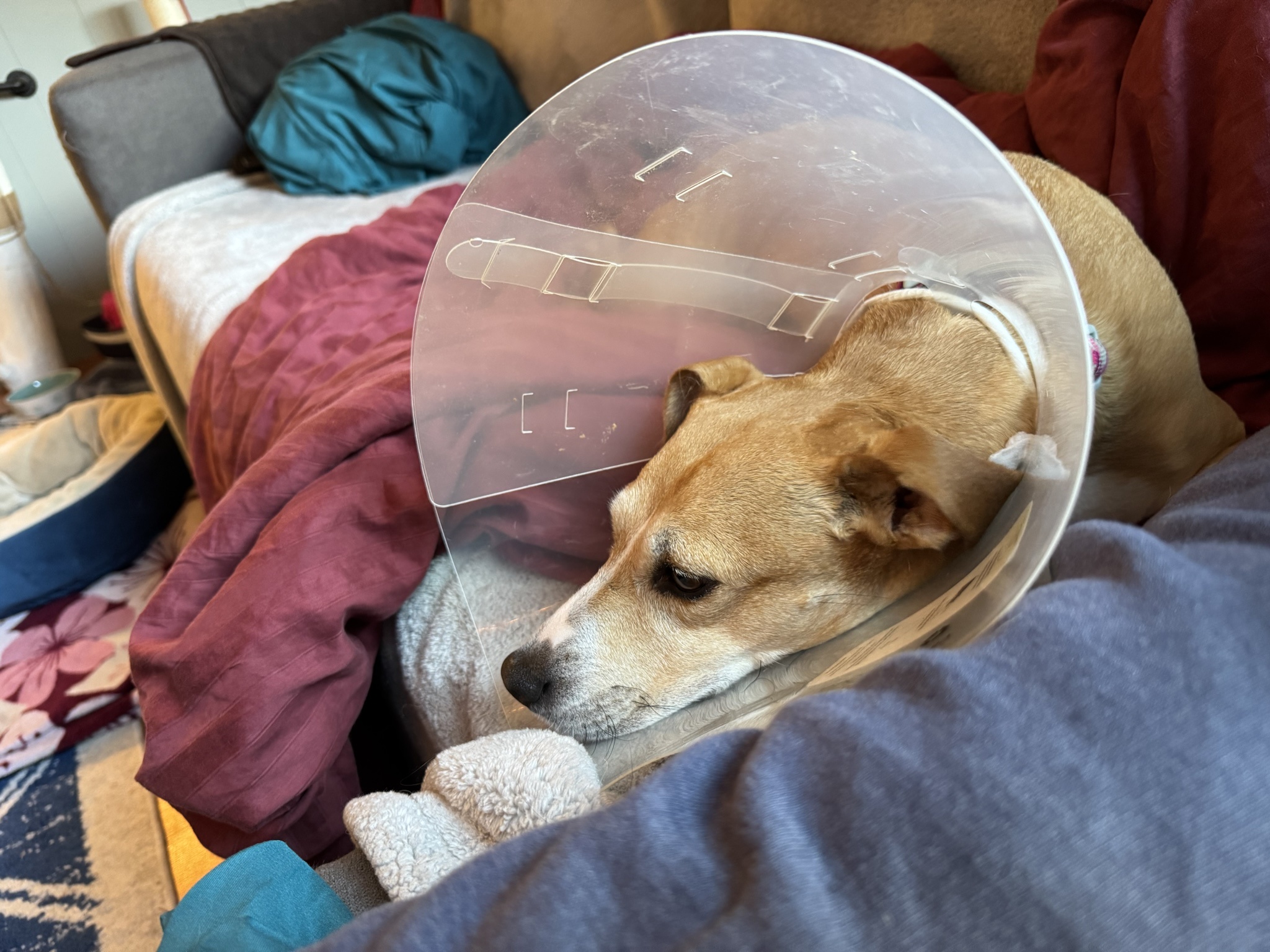 Roxie's Latest Update: A Pupdate!