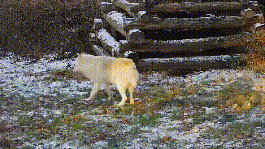 The Majestic Wolf Stretch