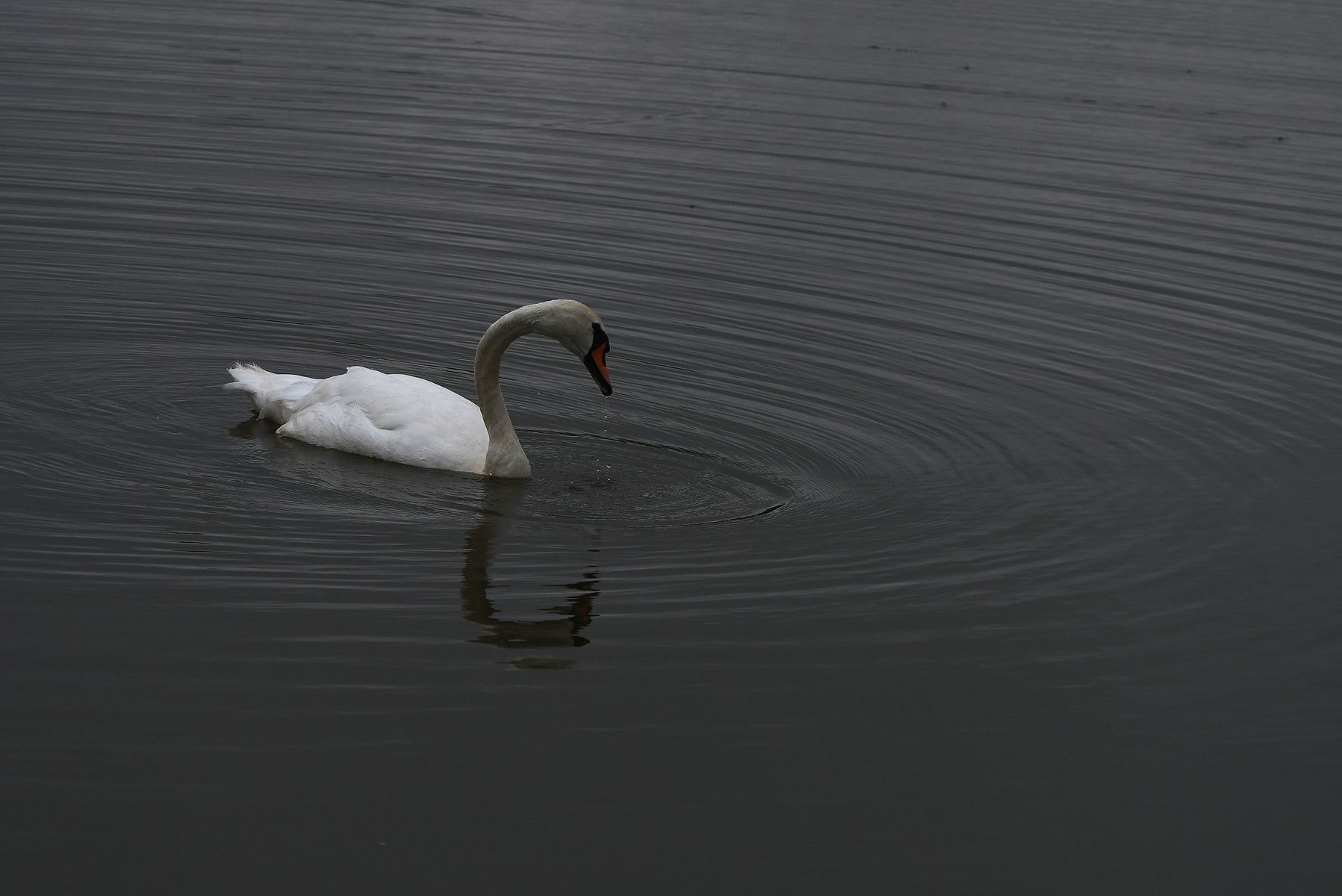 Cygne tuberculeux: A French Beauty from Vienne, 08/24