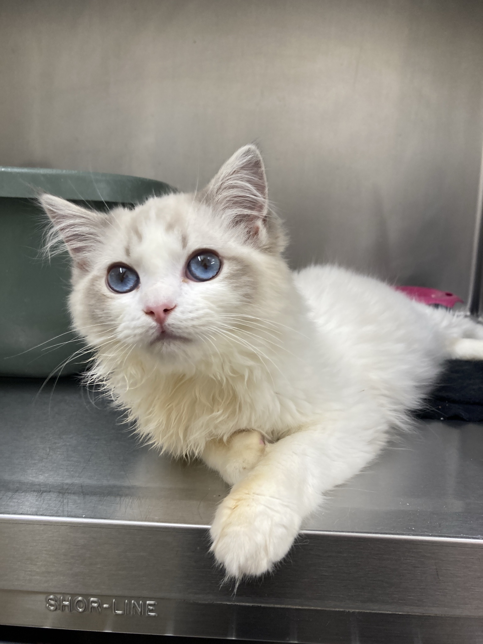 No snow? No problem! Here are some adorable cats with white fur instead.