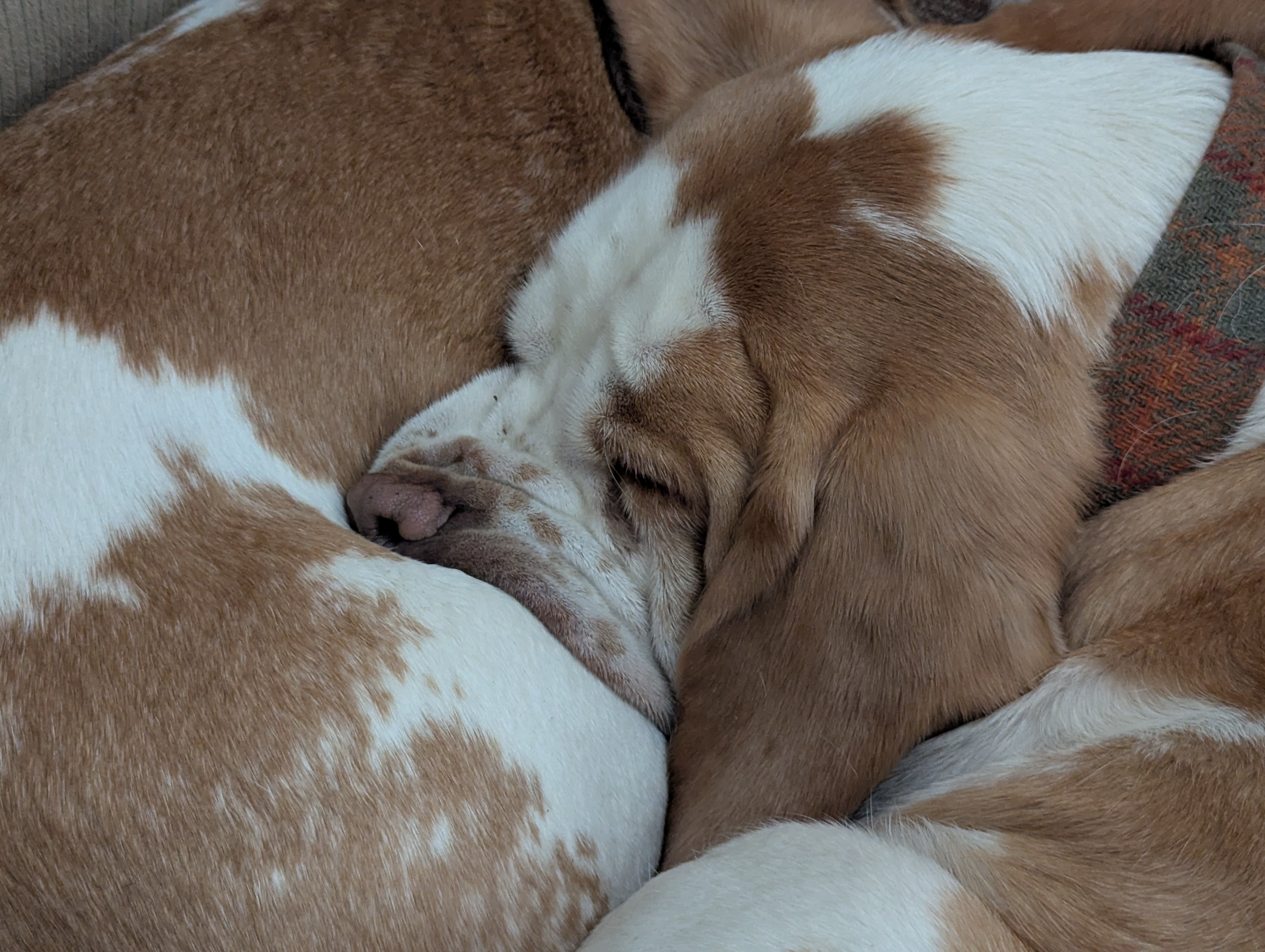 The Adorable Smooshed Snoot