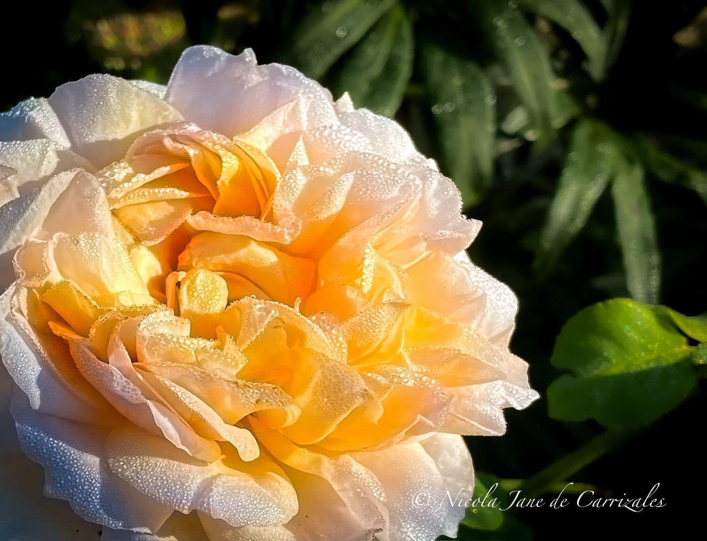A beautiful rose in full bloom