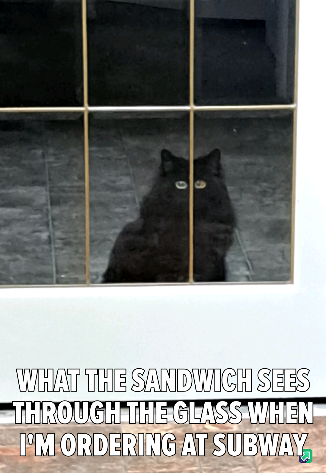 The Adorable Sandwich Cat Strikes Again