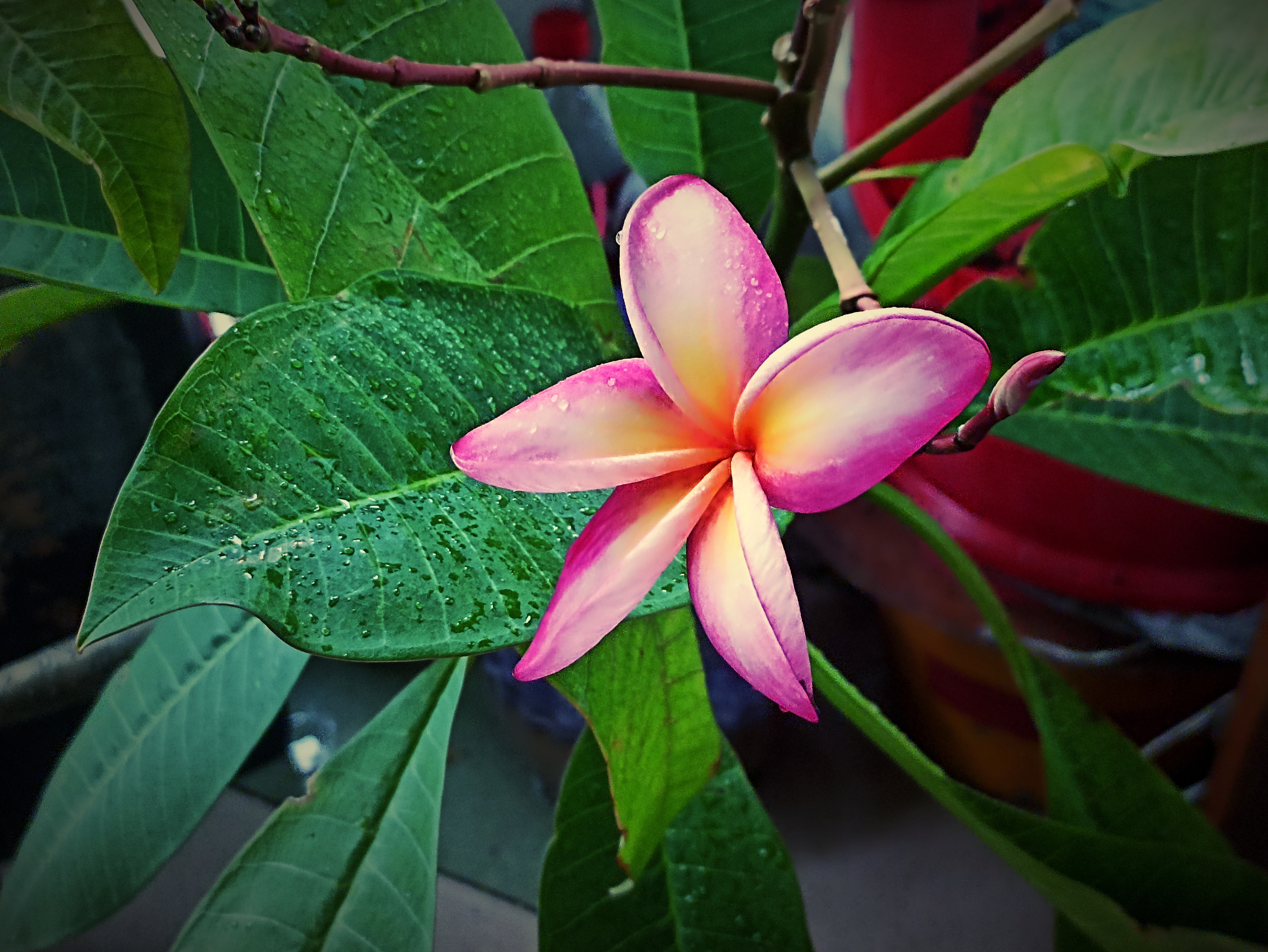 A Stunning Bloom in Full Glory