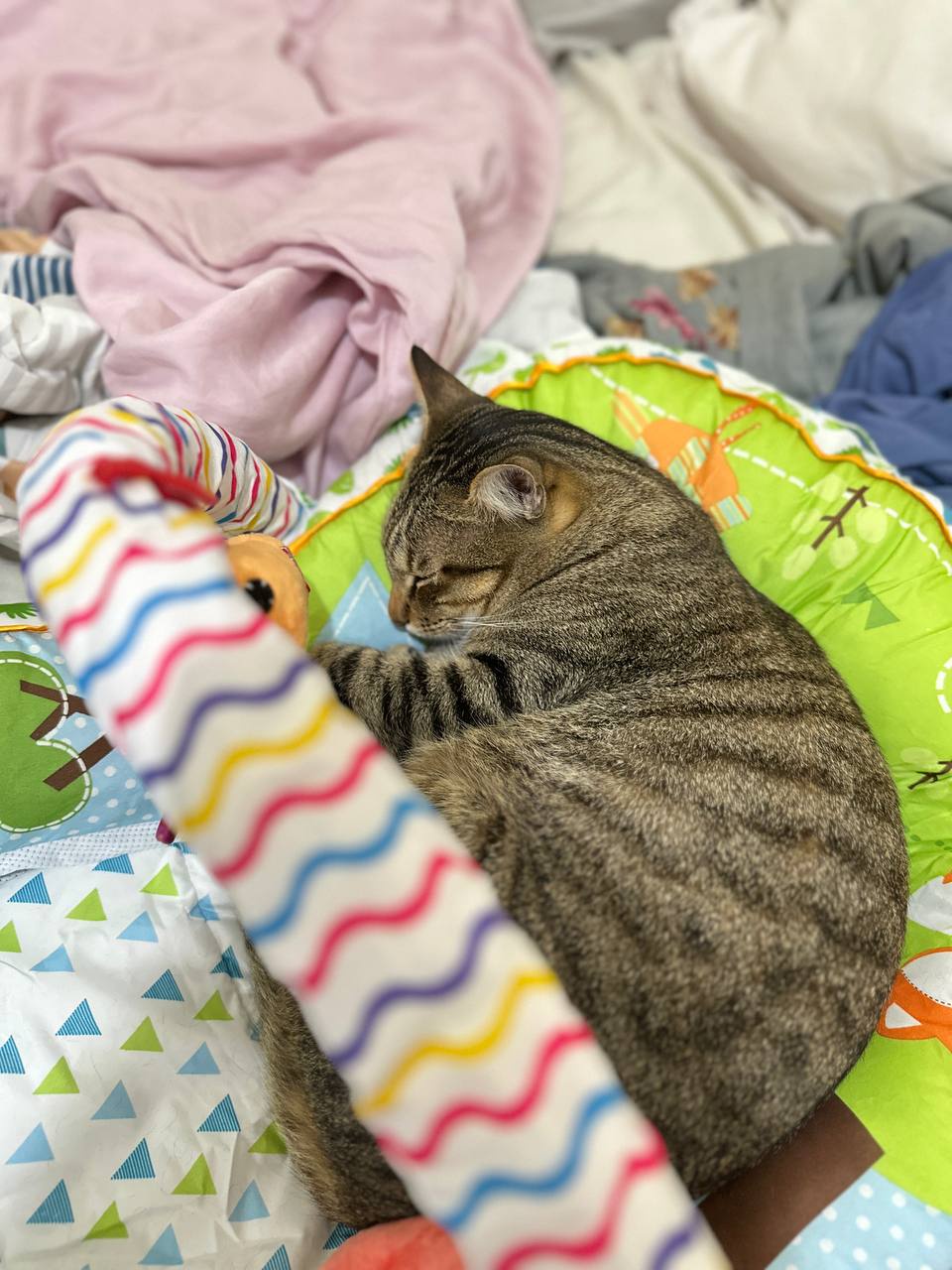 Just a cute cat being adorable