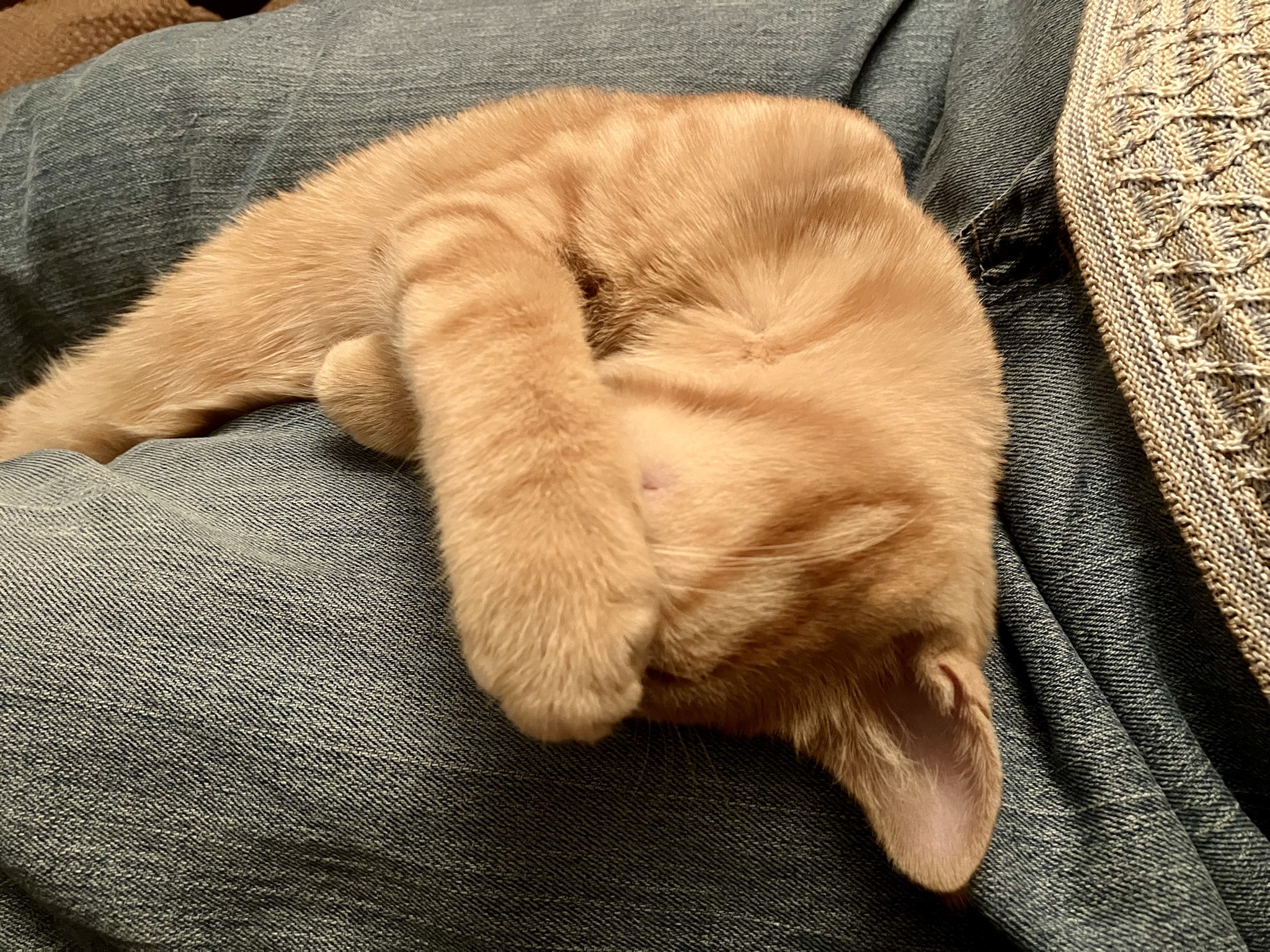 Soft Kitty, Warm Kitty, Purring Delight...