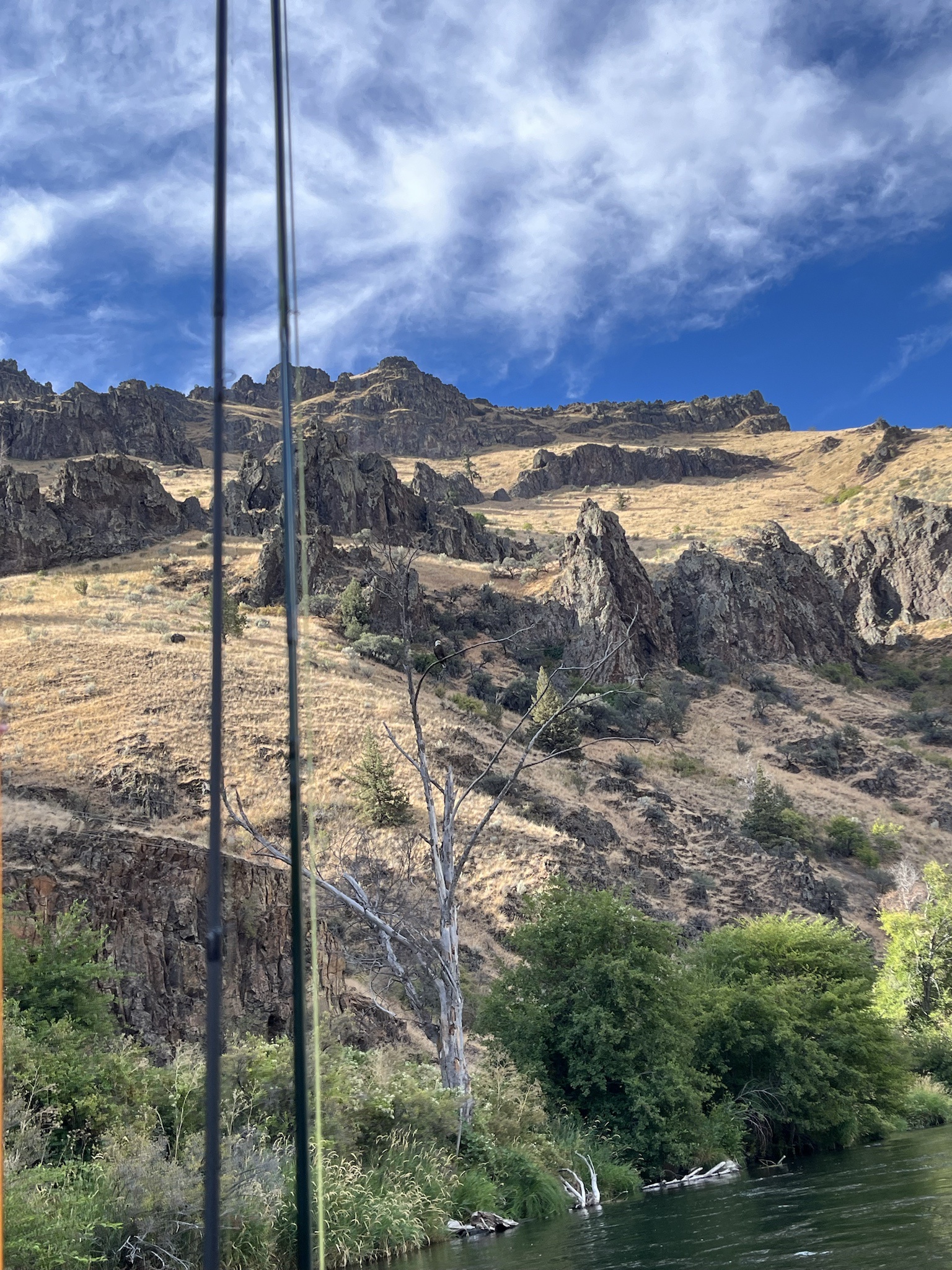 Majestic Eagle Spotted Over the Deschutes River