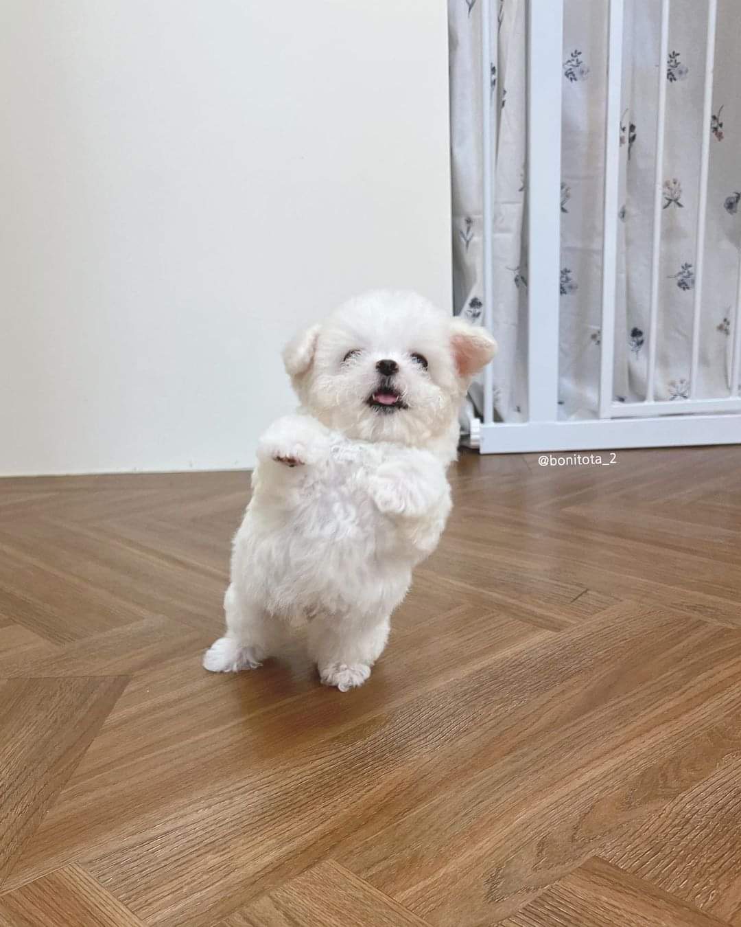 Clumsy Canine Takes a Tumble