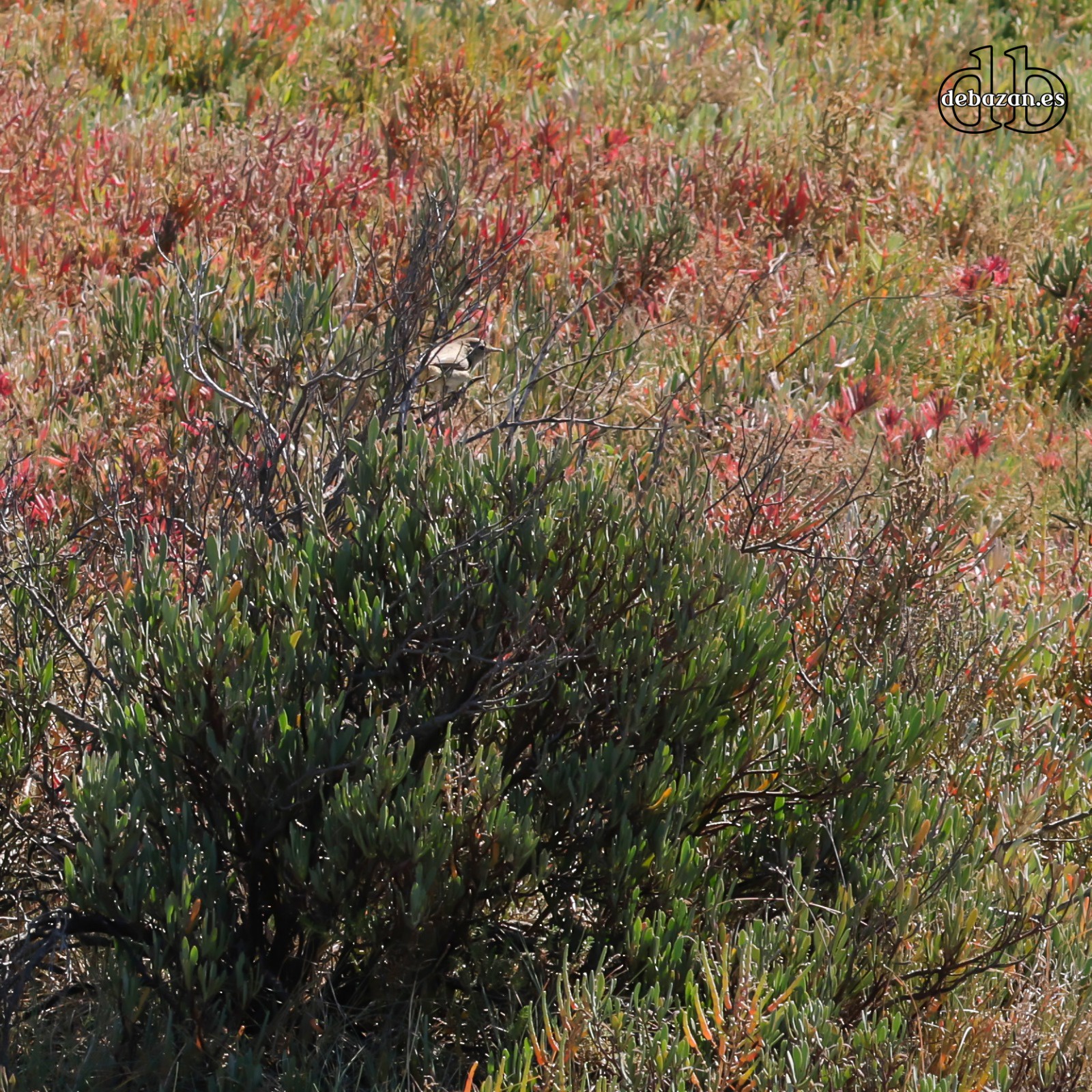 Strolling through the marshlands: A peaceful escape.