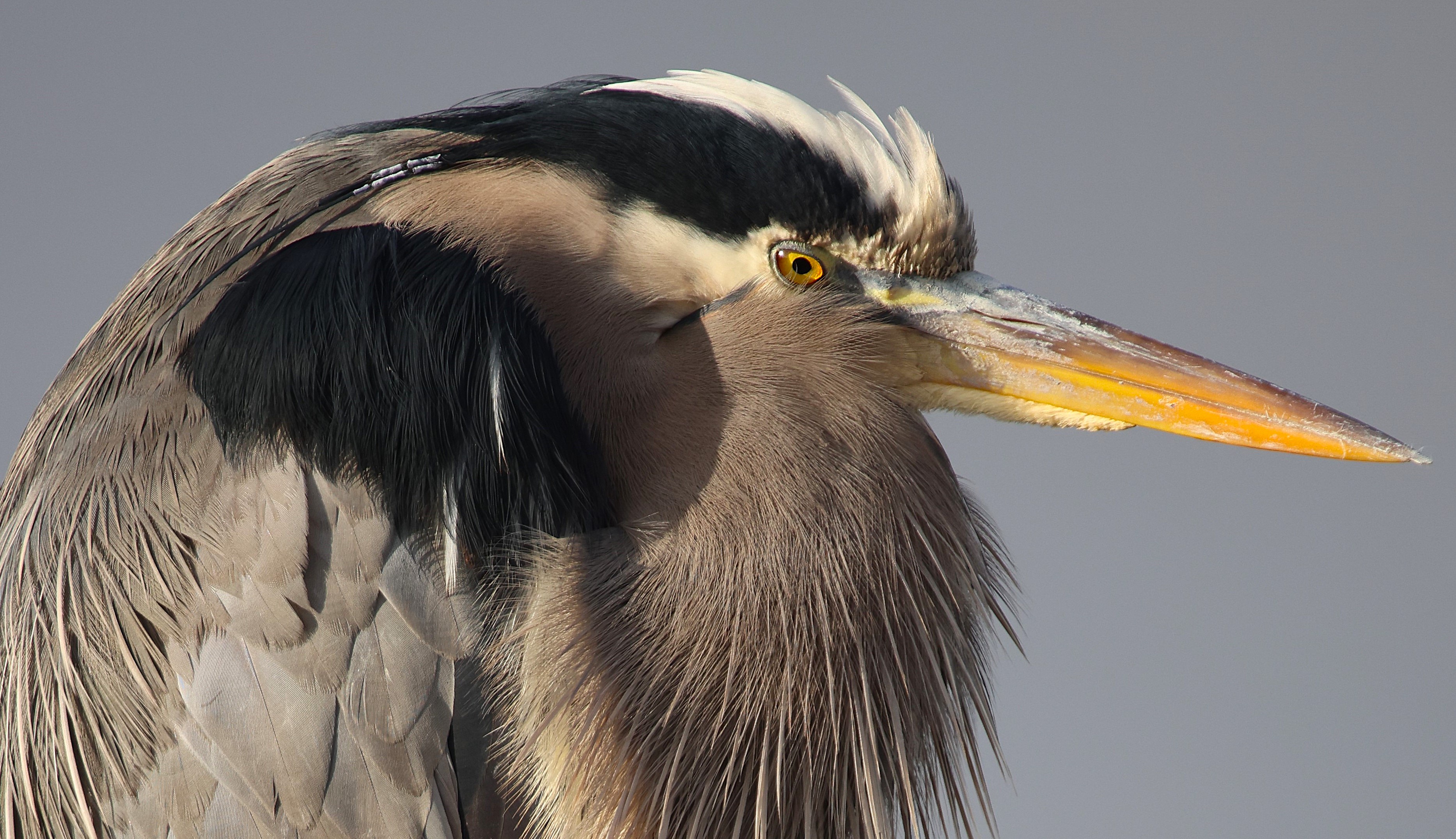 Greetings, Mr. Heron...