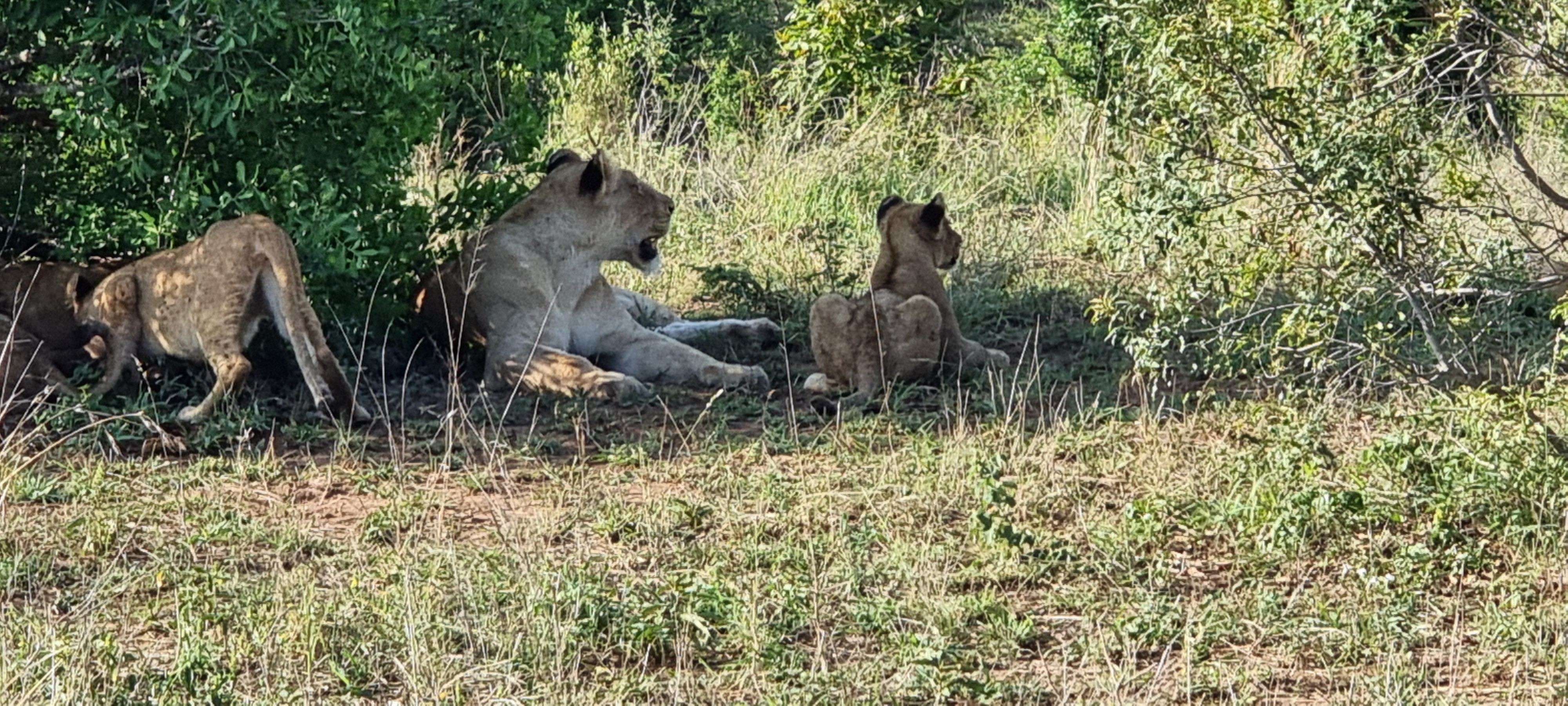 Final Snapshots from Kruger National Park