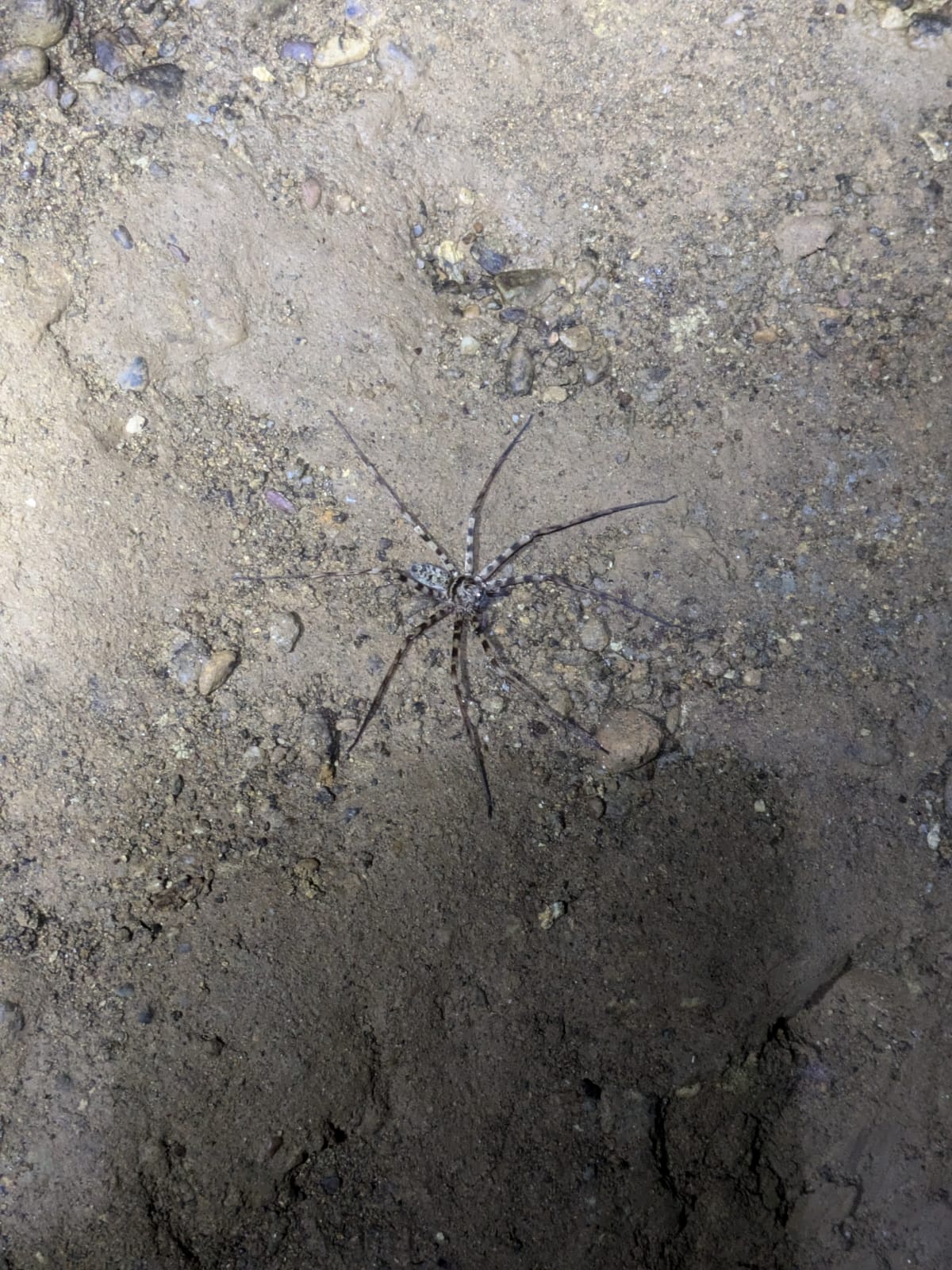 The Unexpected Spider Encounter