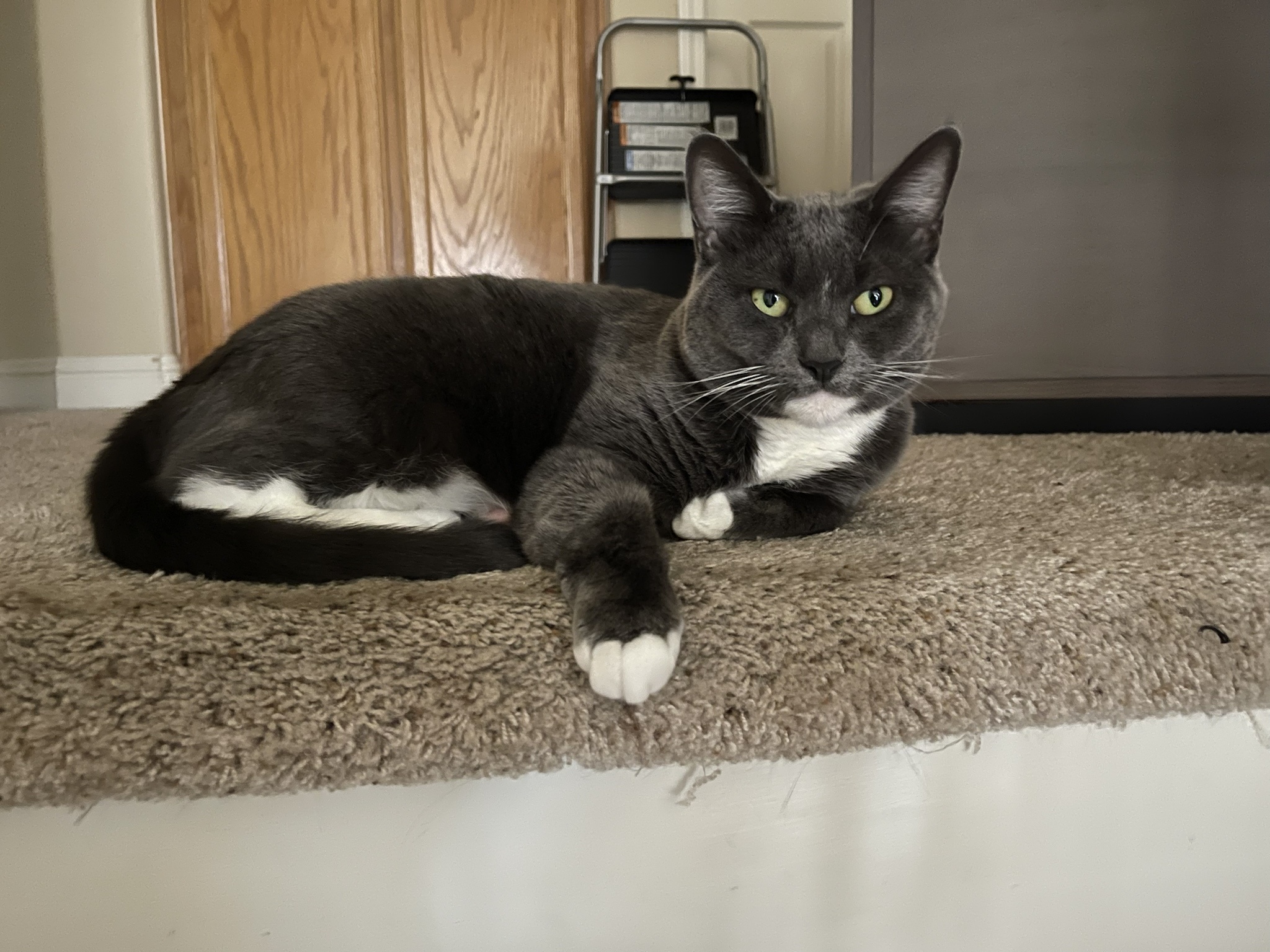 The Purr-fect Meow Moment