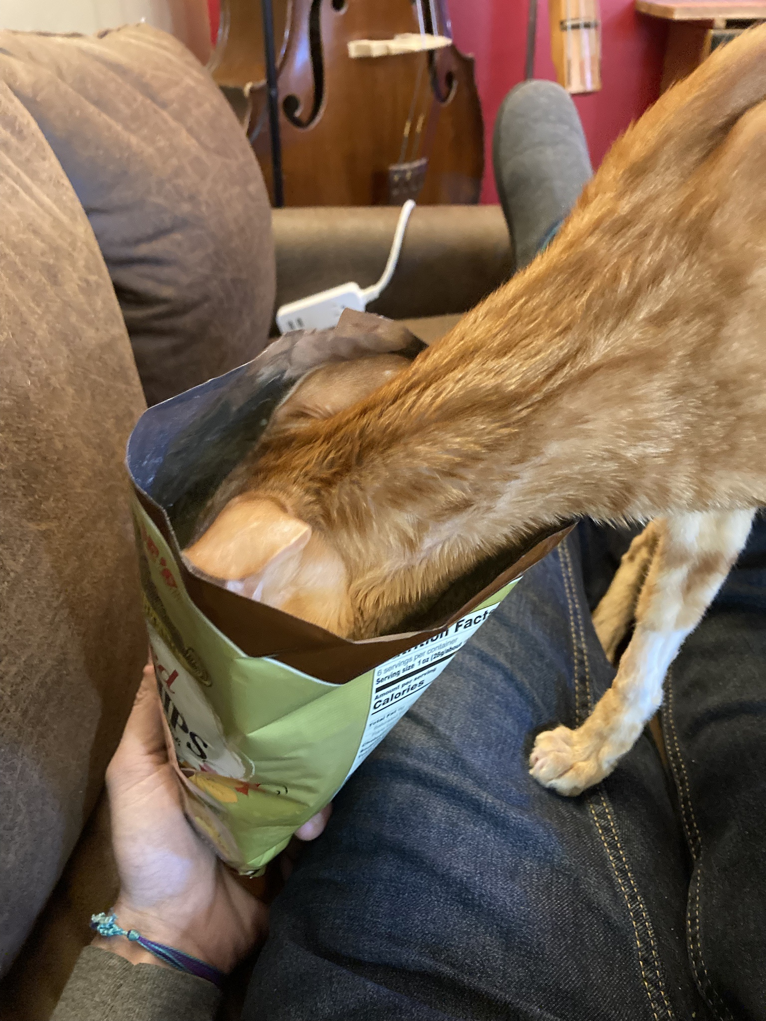 Caught Red-Handed: The Ginger Potato Chip Bandit!