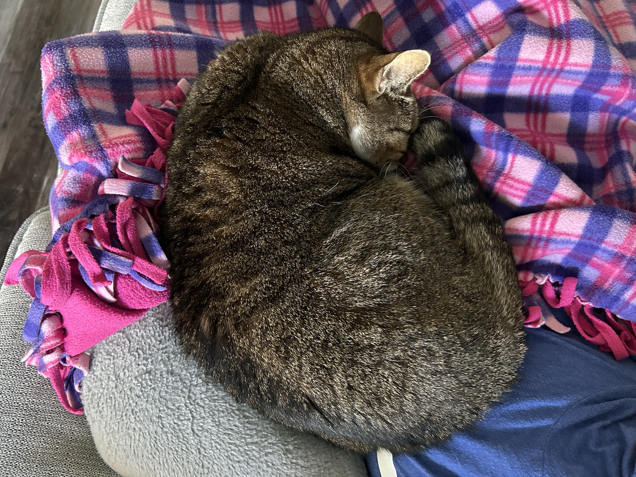 Cuddling Through the Pain: Home with a Migraine