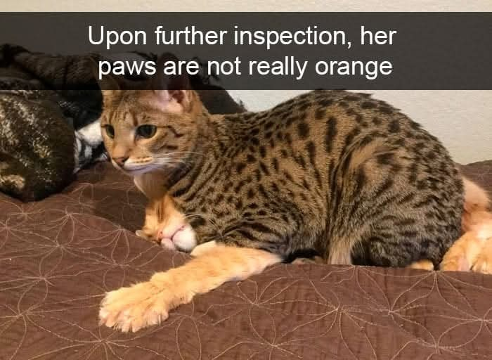 The art of cat camouflage in action