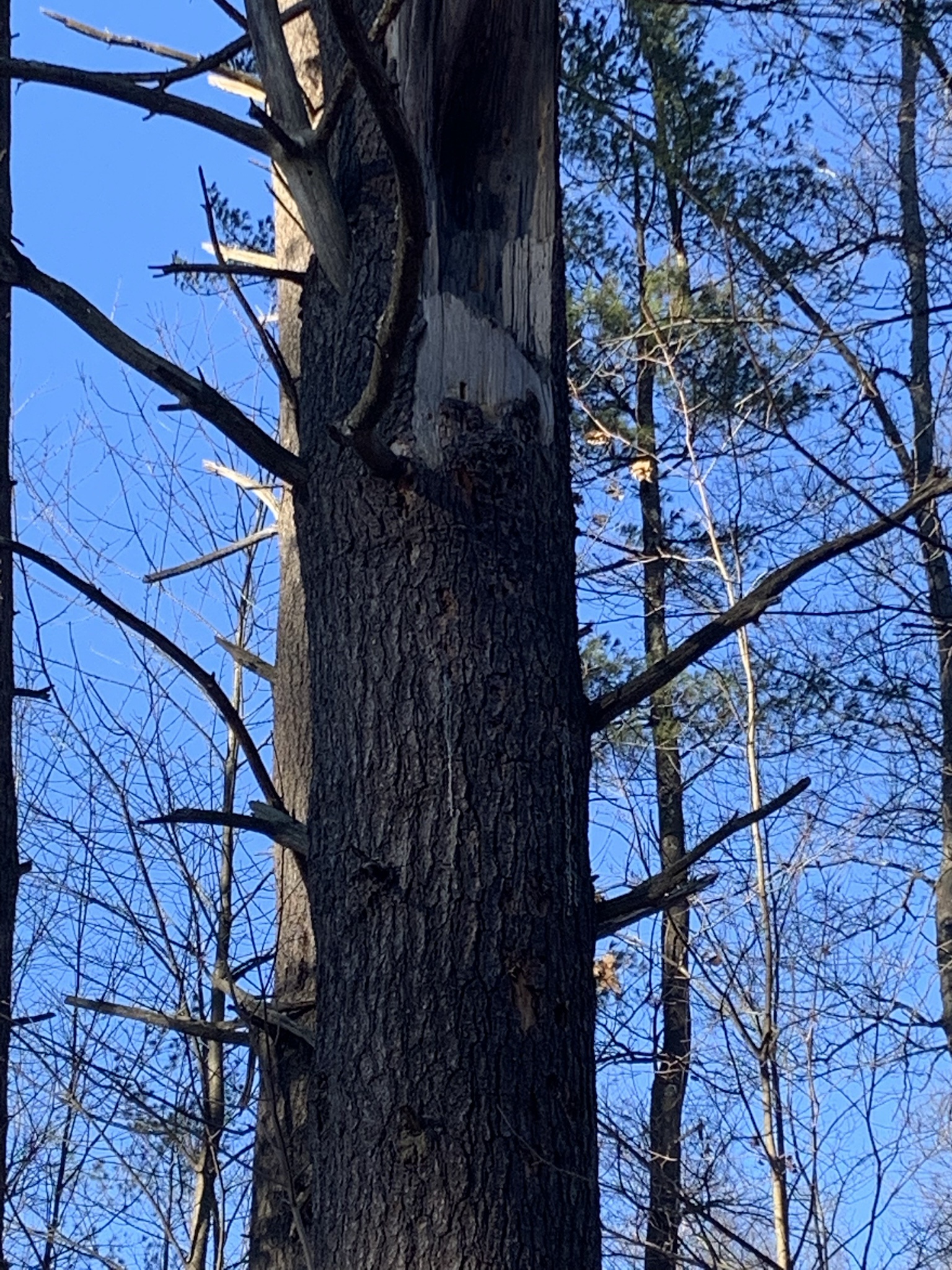 Place your bets: Will this tree survive the winter chill?
