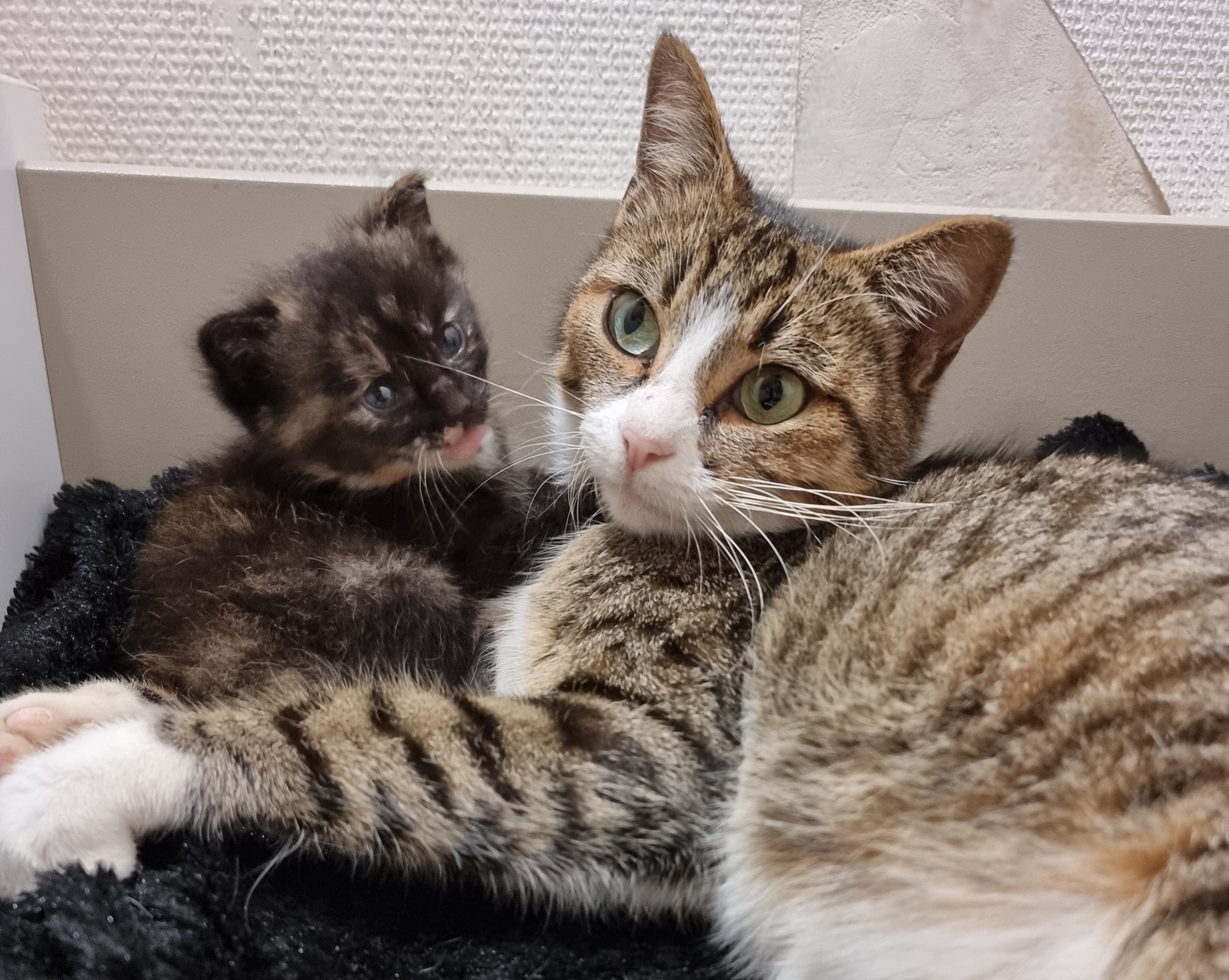 The Challenges of Fostering: A Heartfelt Journey