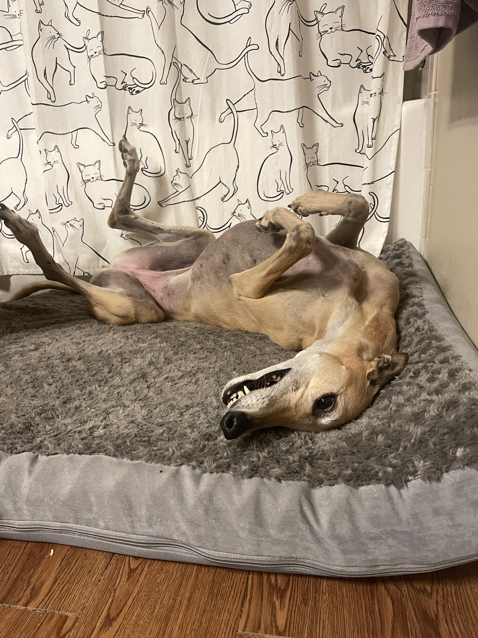 The Intermission Dog: A Breaktime Star