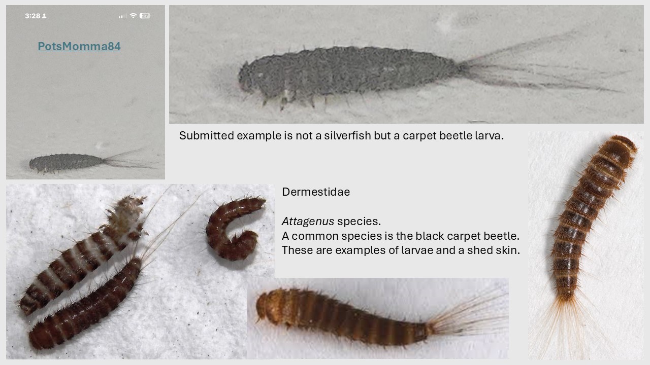 Mystery Unveiled: Not a Silverfish but a Dermestid Larva