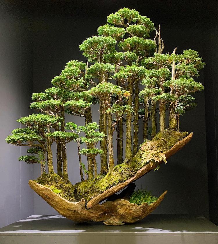 Enjoy This Beautiful Bonsai Tree for Your Relaxation
