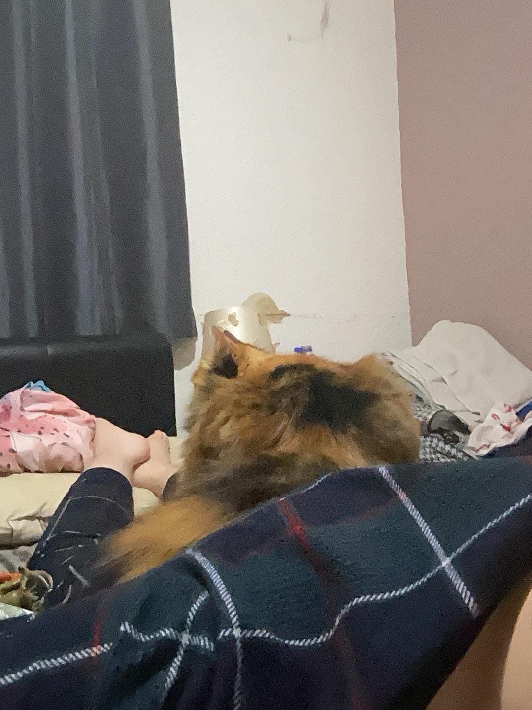Ugh, My Cat Has Claimed My Back as Her Personal Bed - Goodbye, Good Posture!