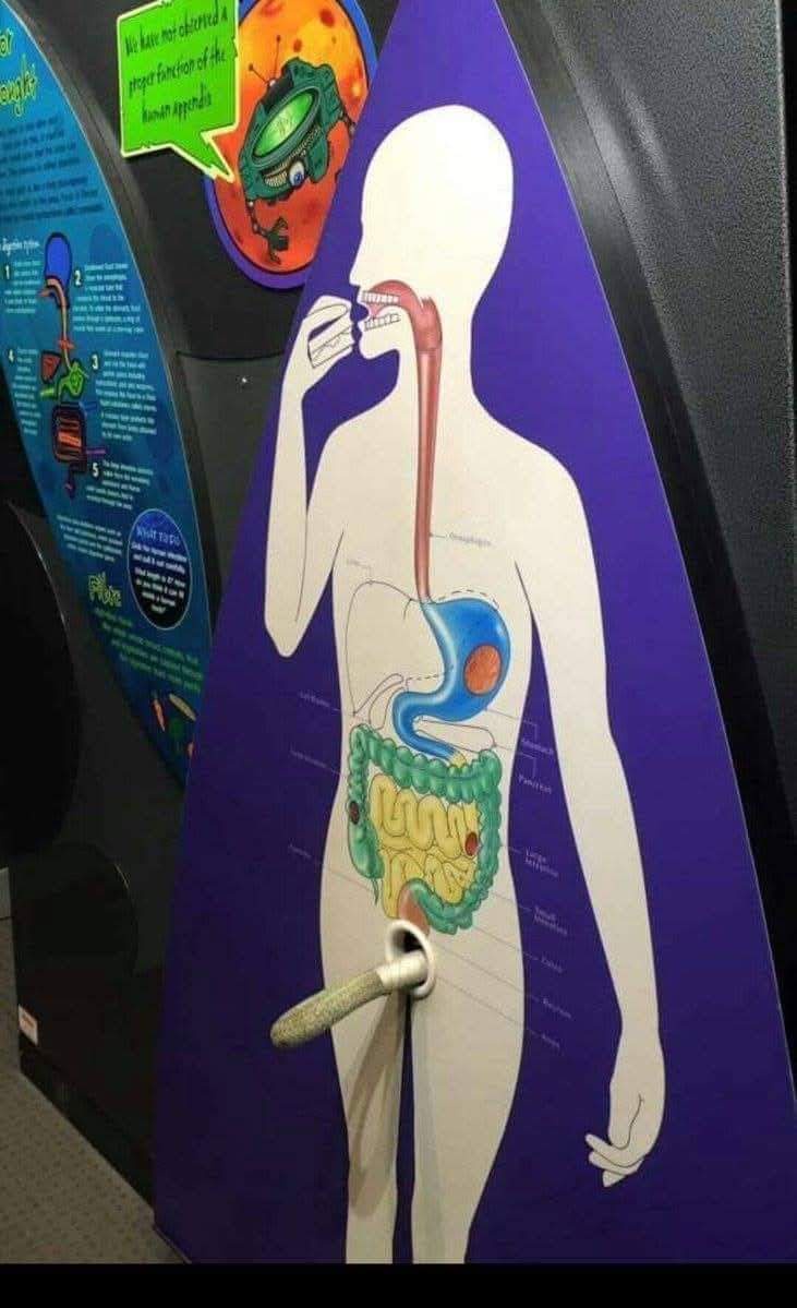 For clarity, the rope is a demonstration of human intestine length