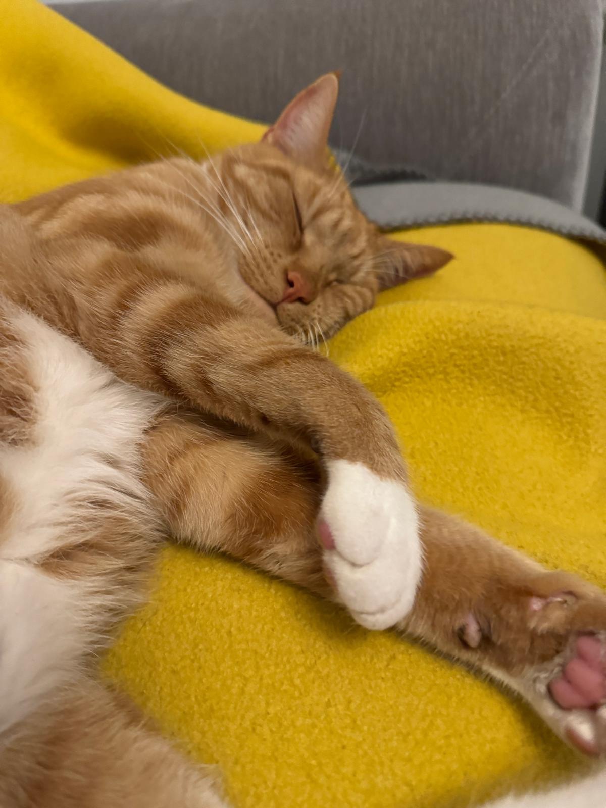 Biscuit's Daily Snapshot