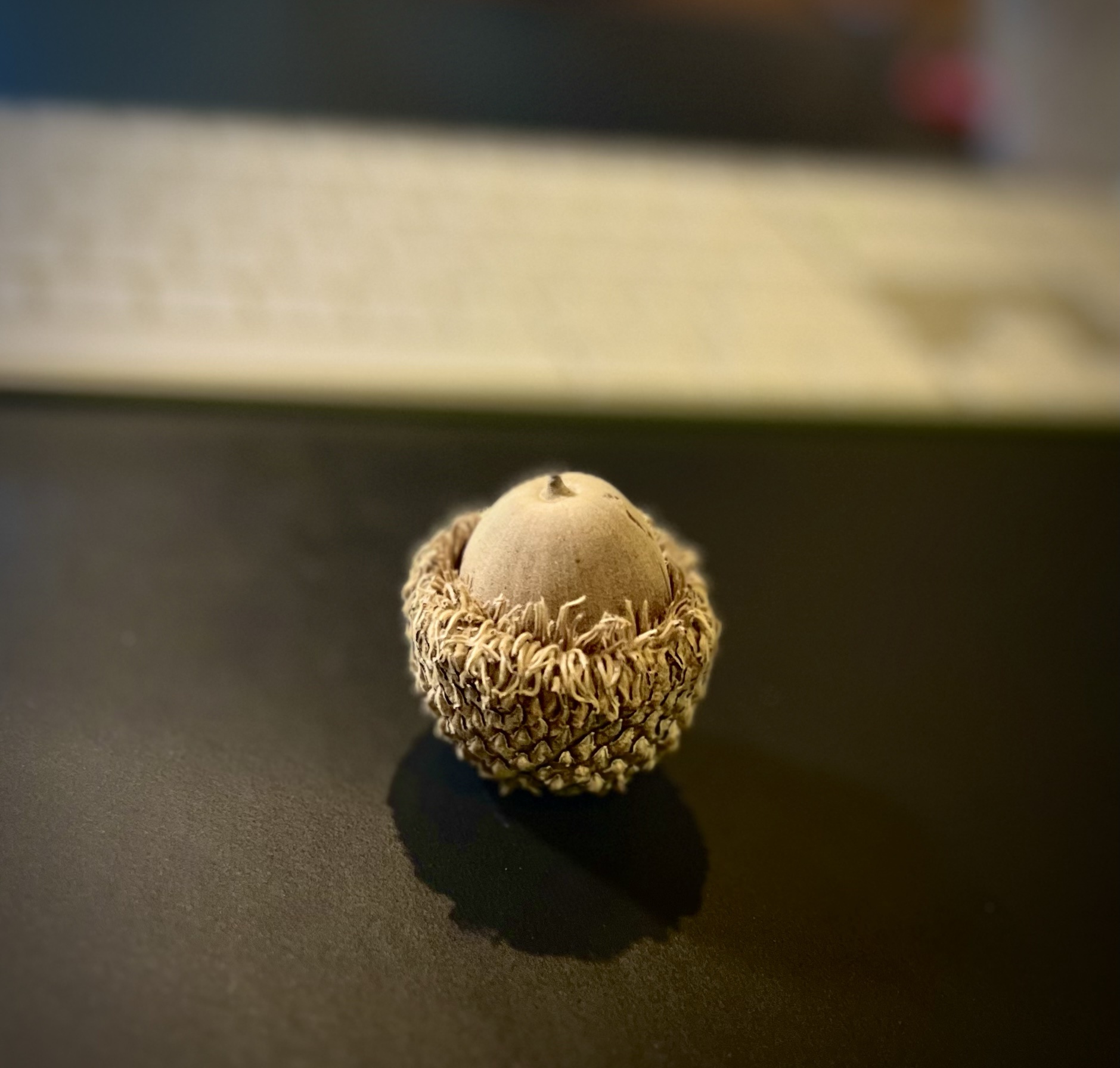 Tiny Acorn in the house!