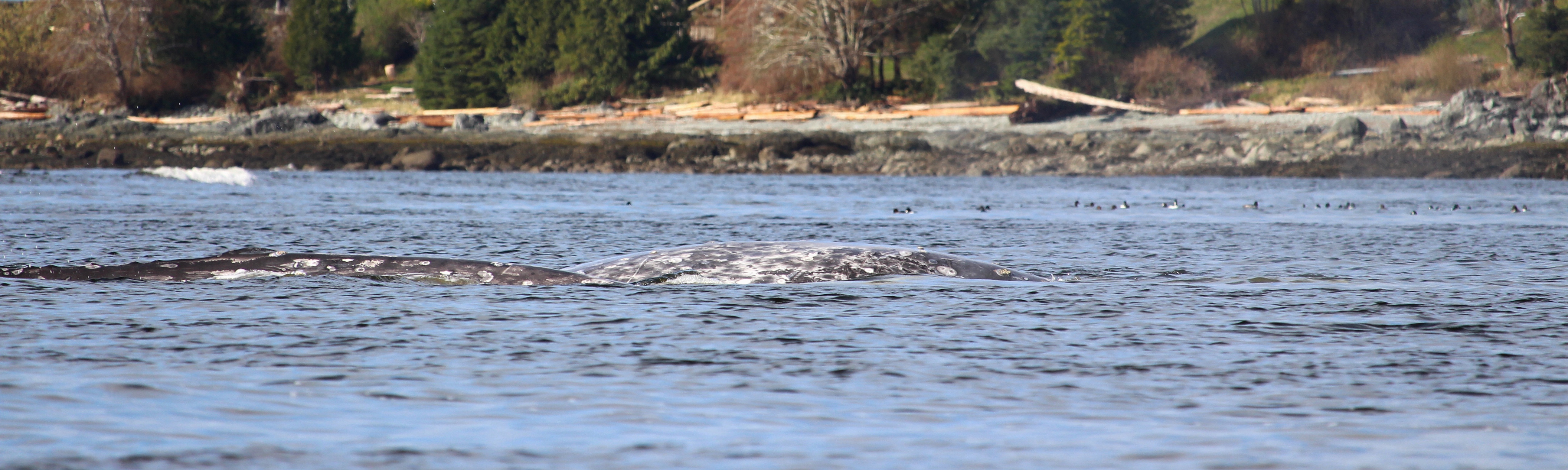 Check Out More Vancouver Island Banners!