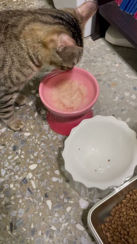 More Cat Shenanigans