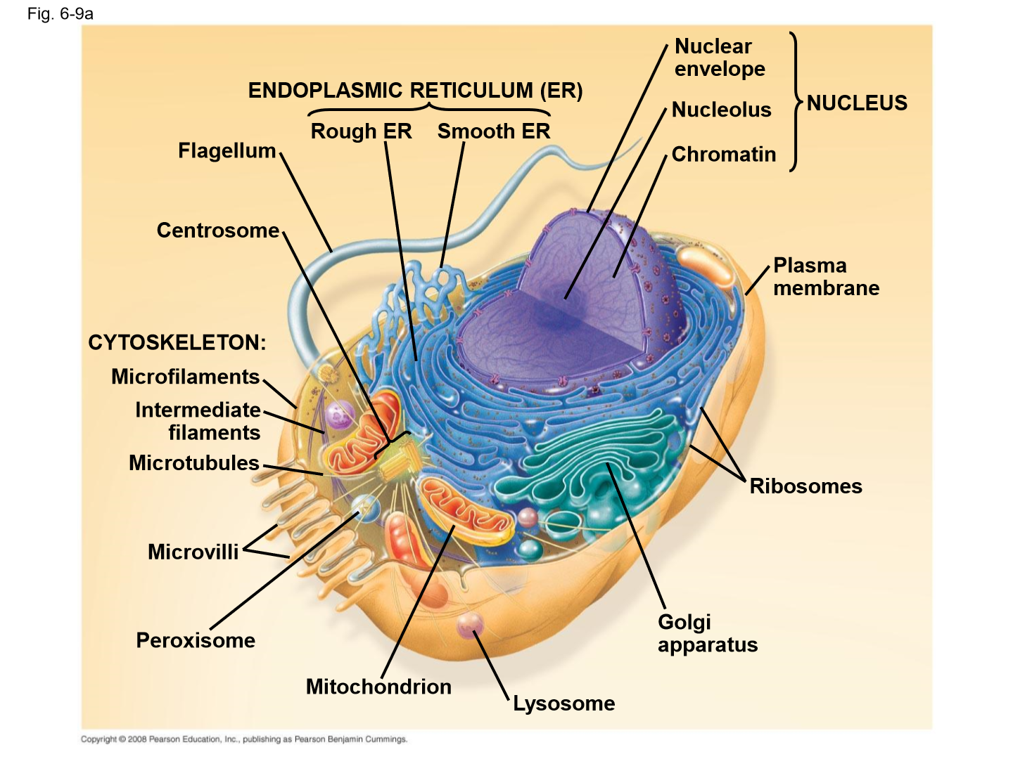 Exploring the Wonders of Animal Cell Biology