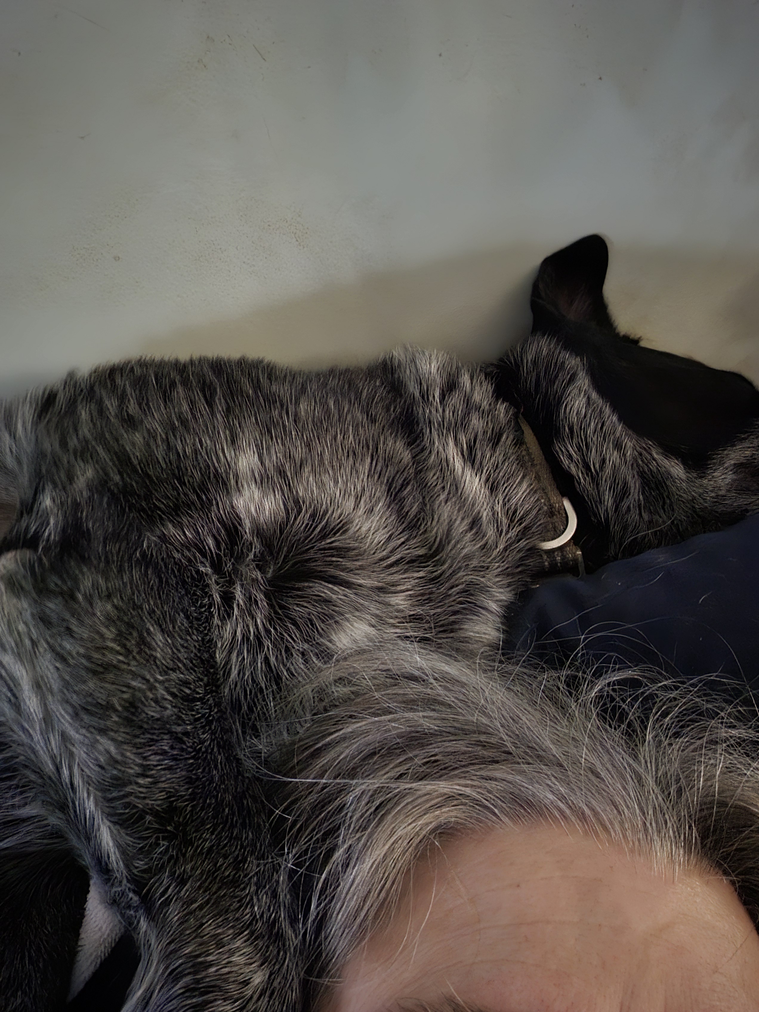 Pets find the coziest spots to nap, no matter what!