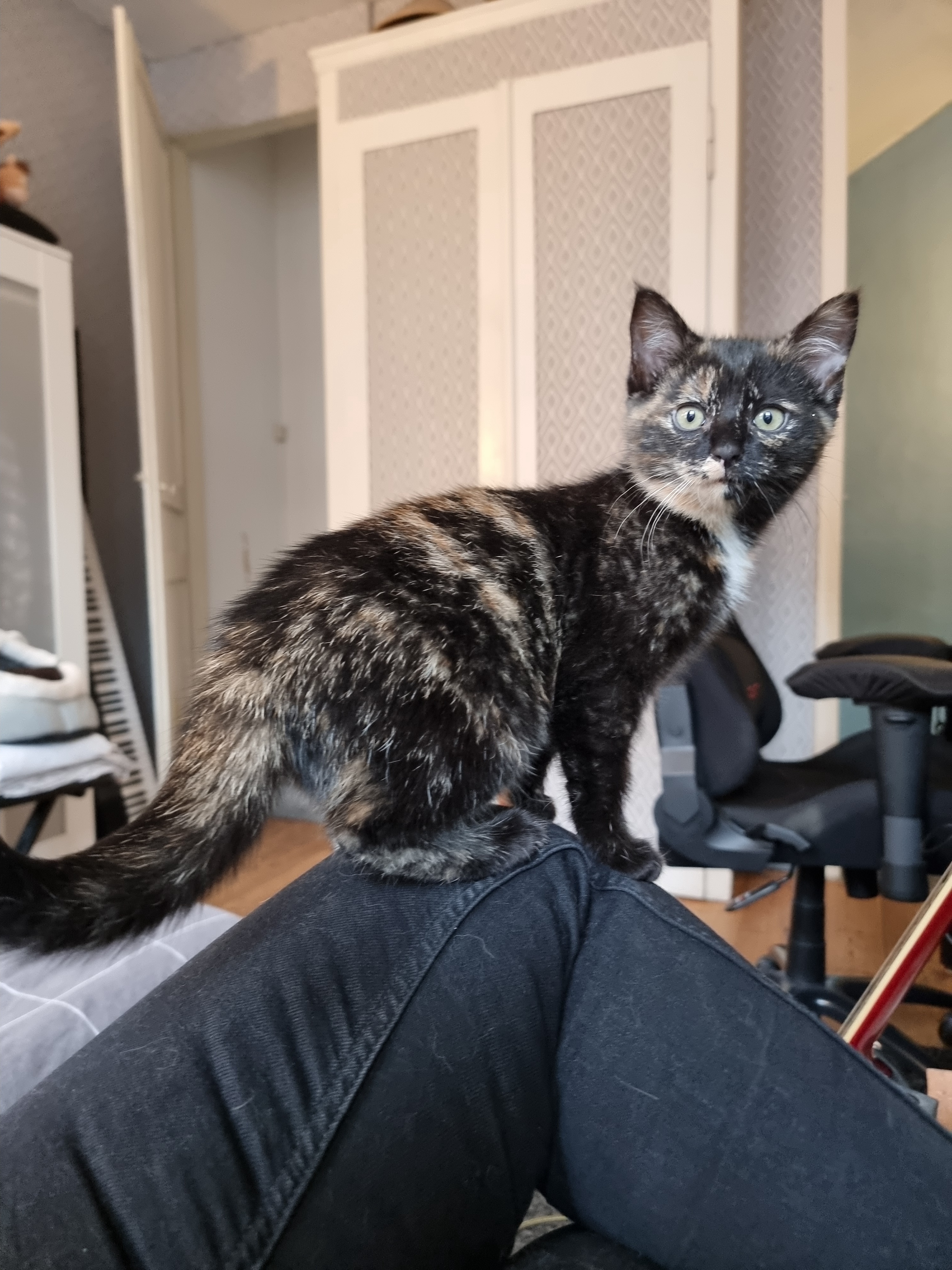 When the little foster thinks I'm just a cozy cat tree...