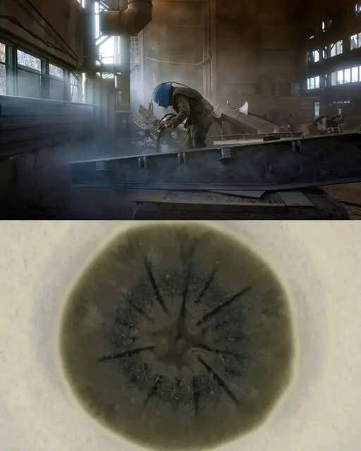 Nature's Resilience: Black Fungus Thriving in Chernobyl