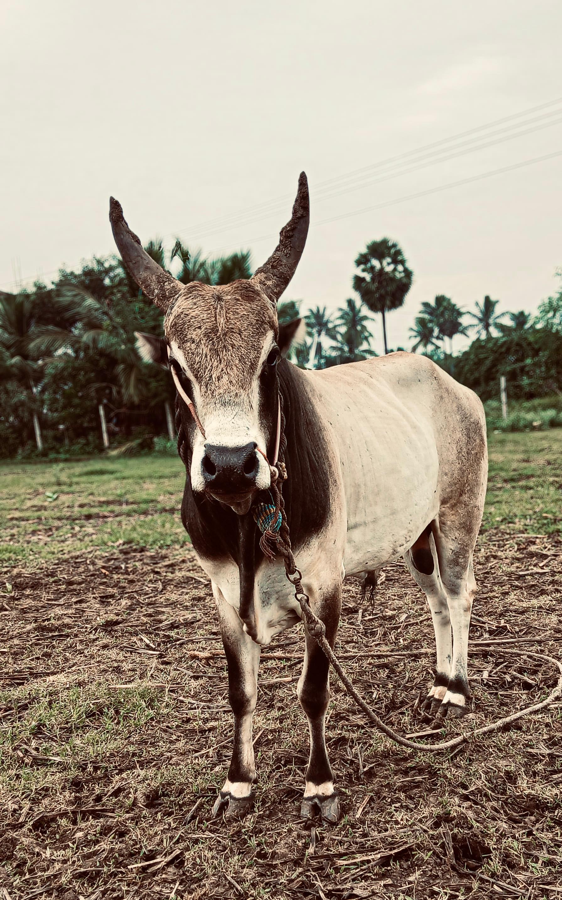 The Thrilling Tradition of Jallikattu