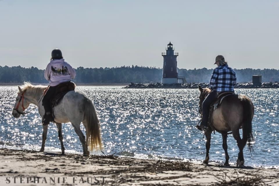 The Majestic 'Sea' Horses of the Ocean