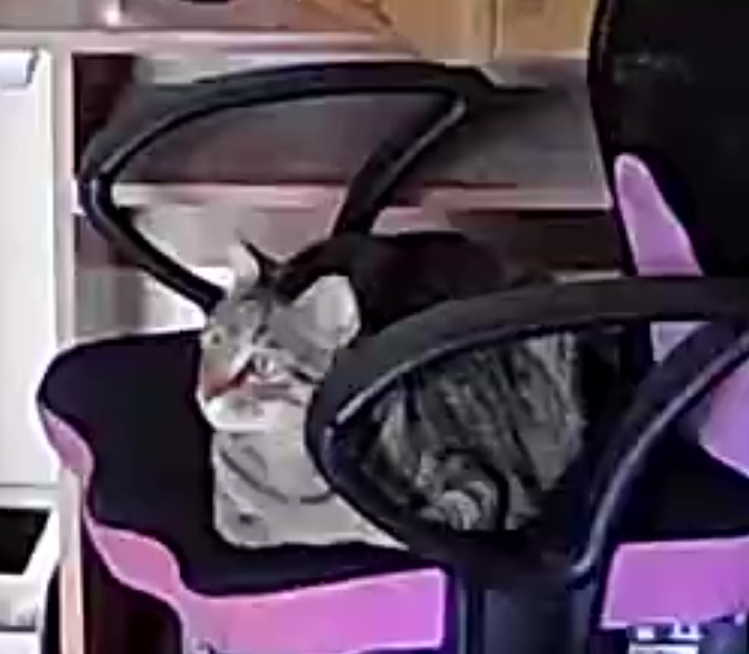 The Mysterious Cat Chronicles