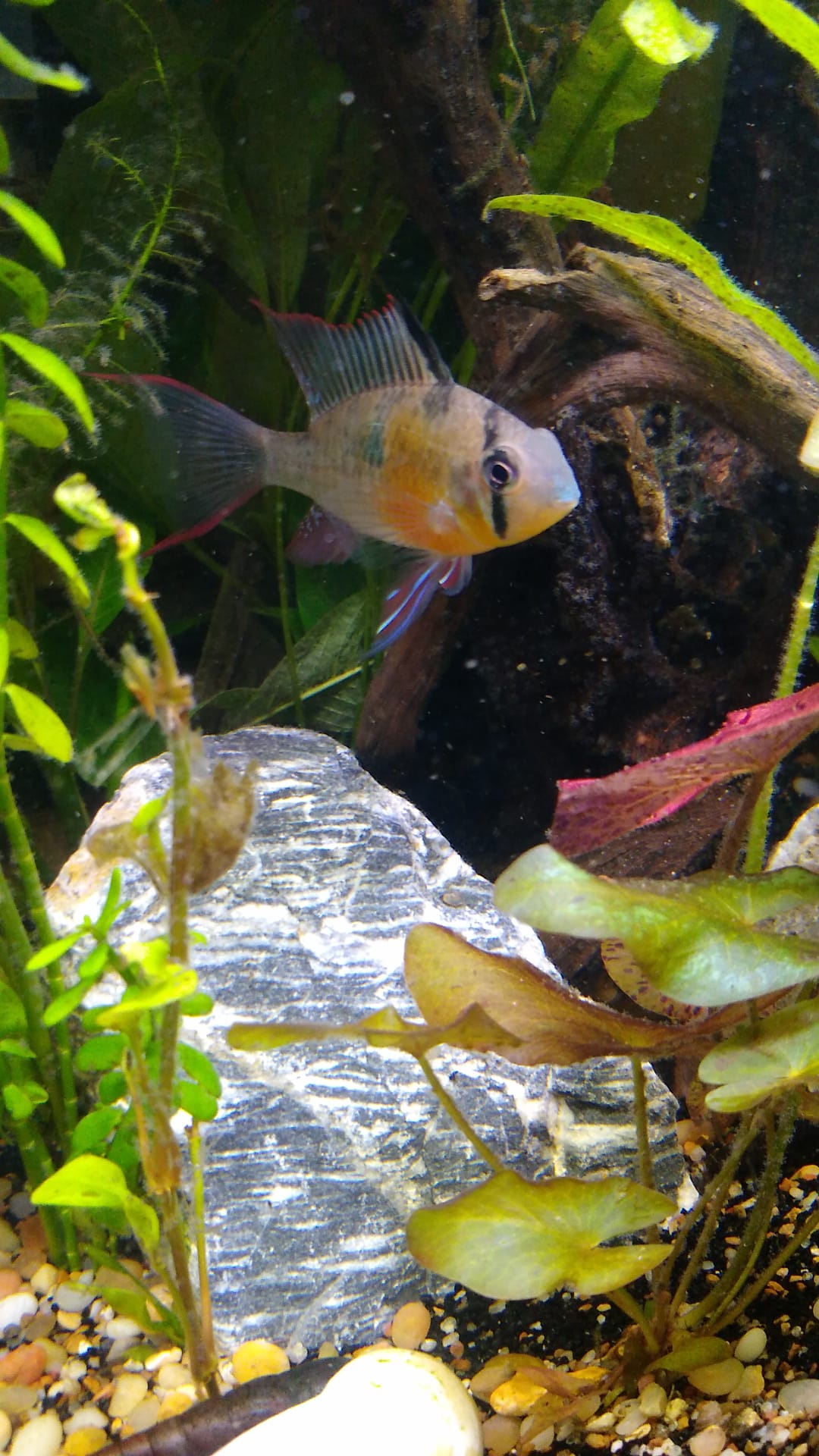 The Majestic Ram