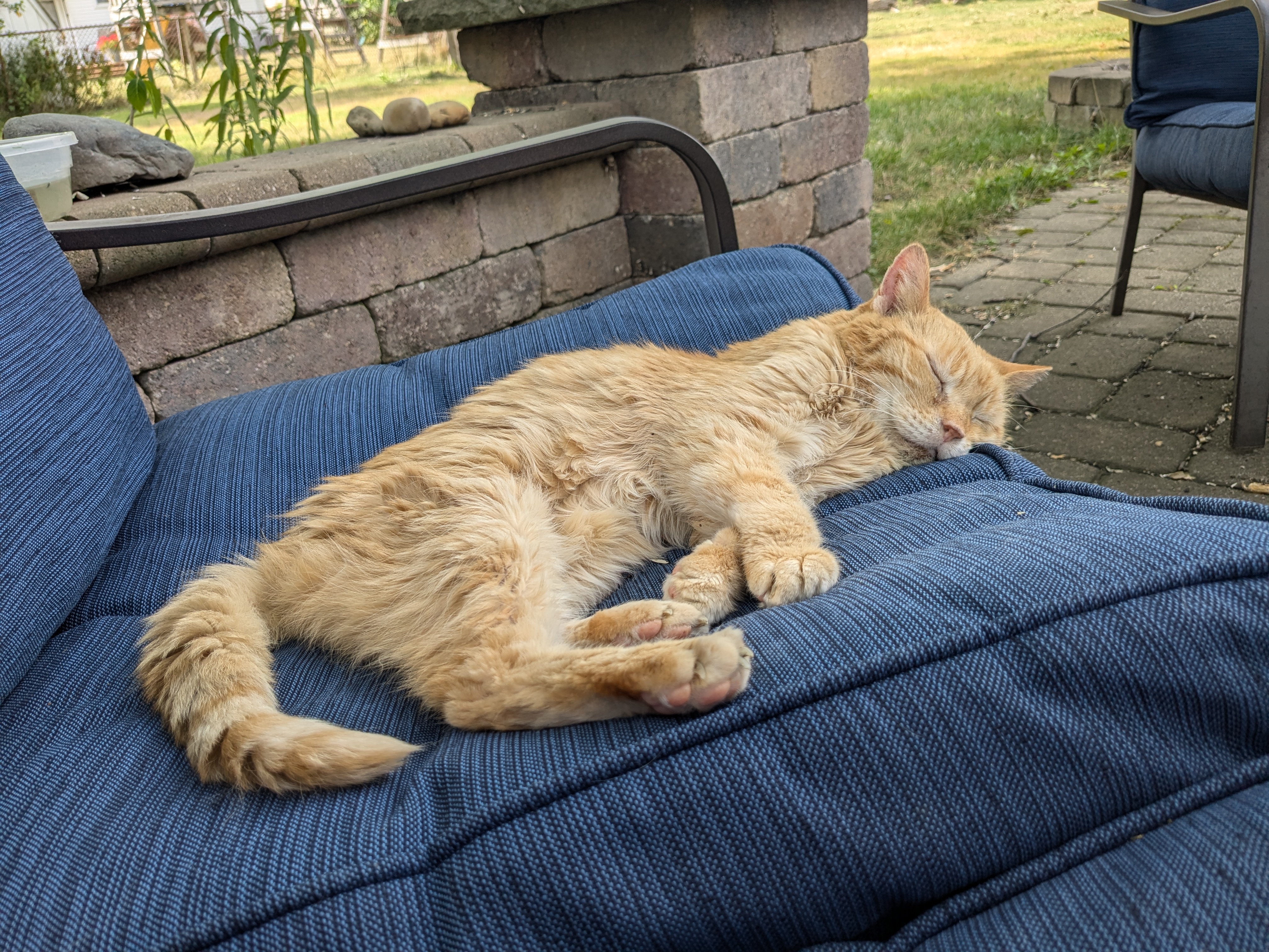 Today, I said goodbye to my beloved 17-year-old orange companion