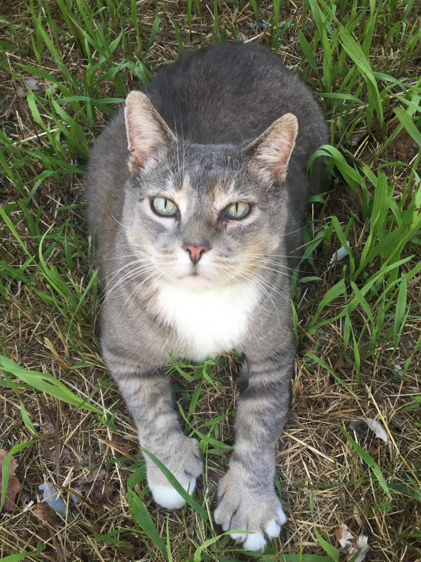 My Late Father's Cat Dumpling: The Cat-Brother Connection