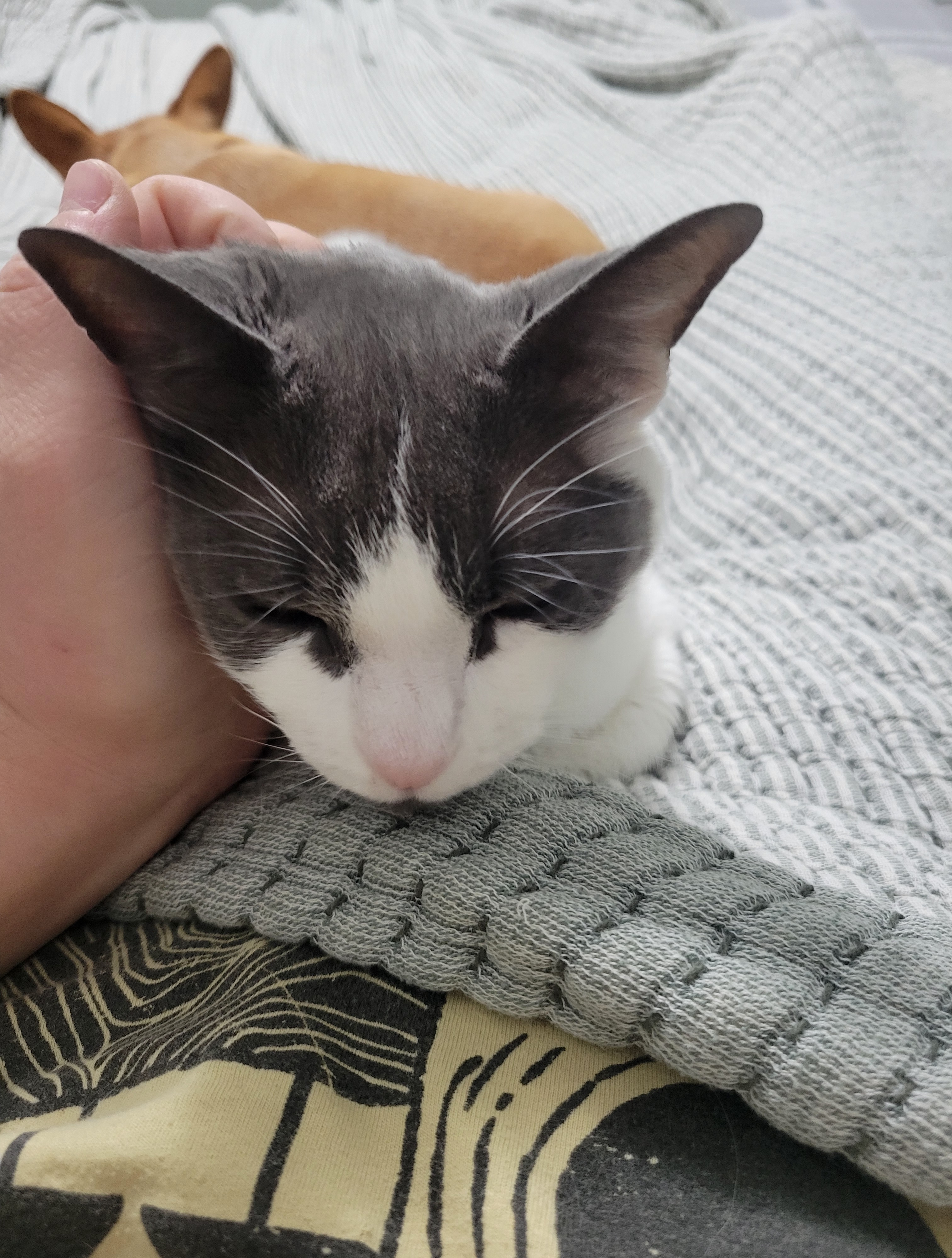 Sophie: My all-time favorite feline companion.
