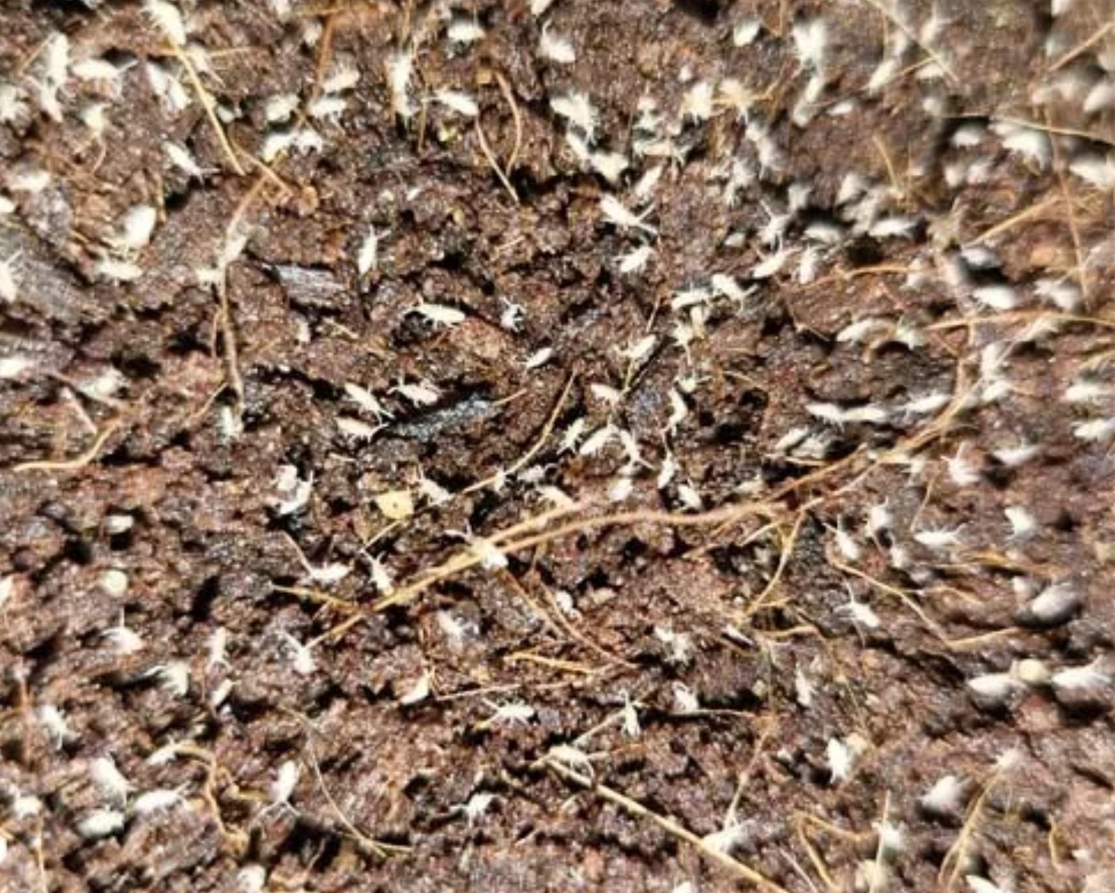 Captivating Springtails: A Visual Showcase