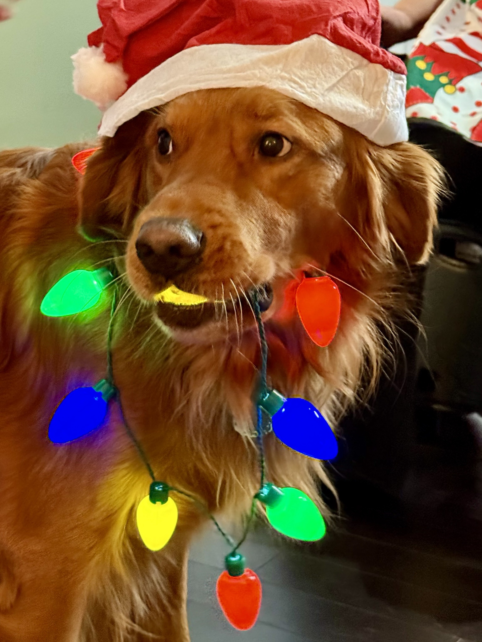 Wishing You a Mewwy Cwiffmuff!