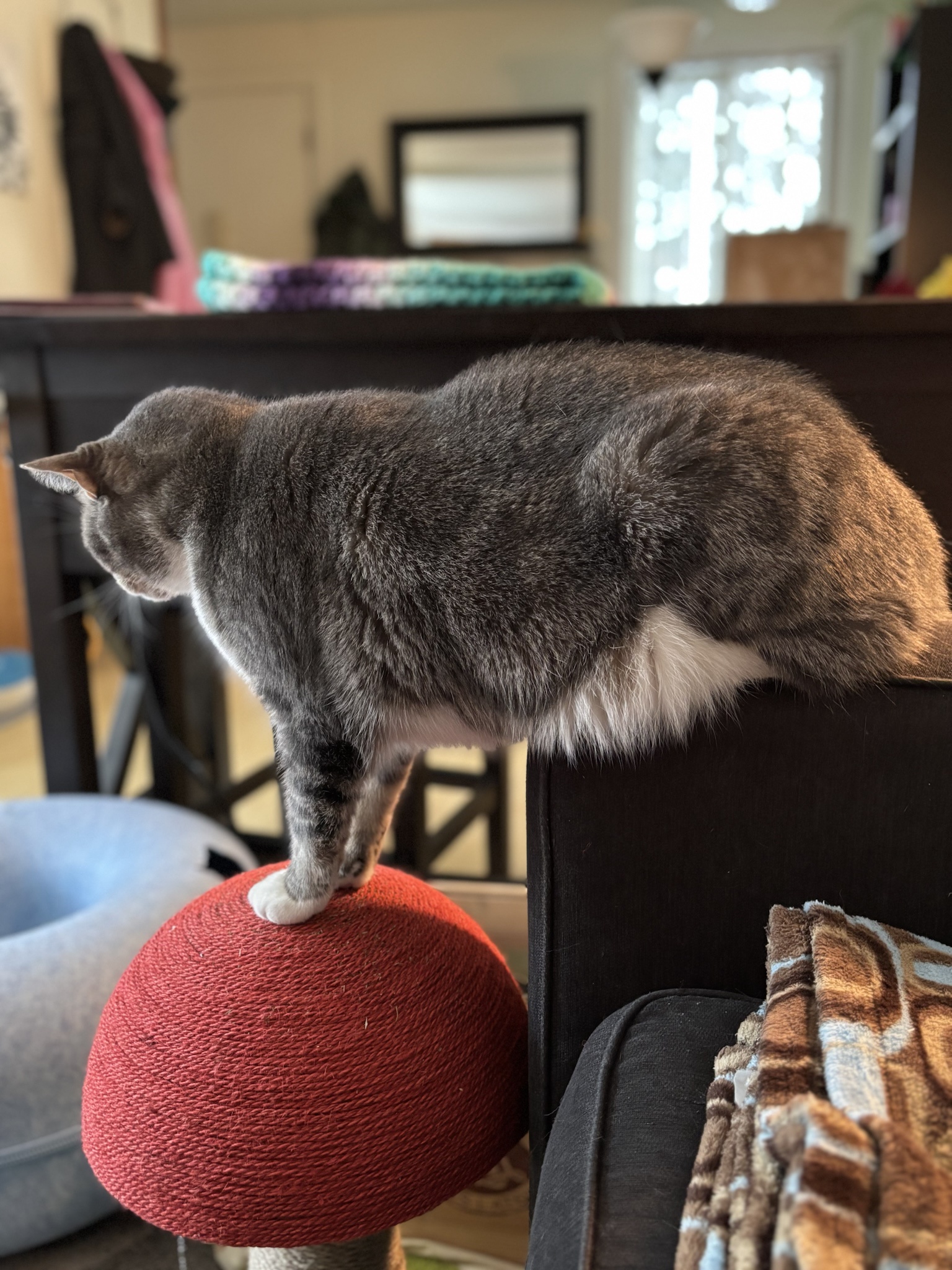 To Sit or To Stand: The Eternal Dilemma