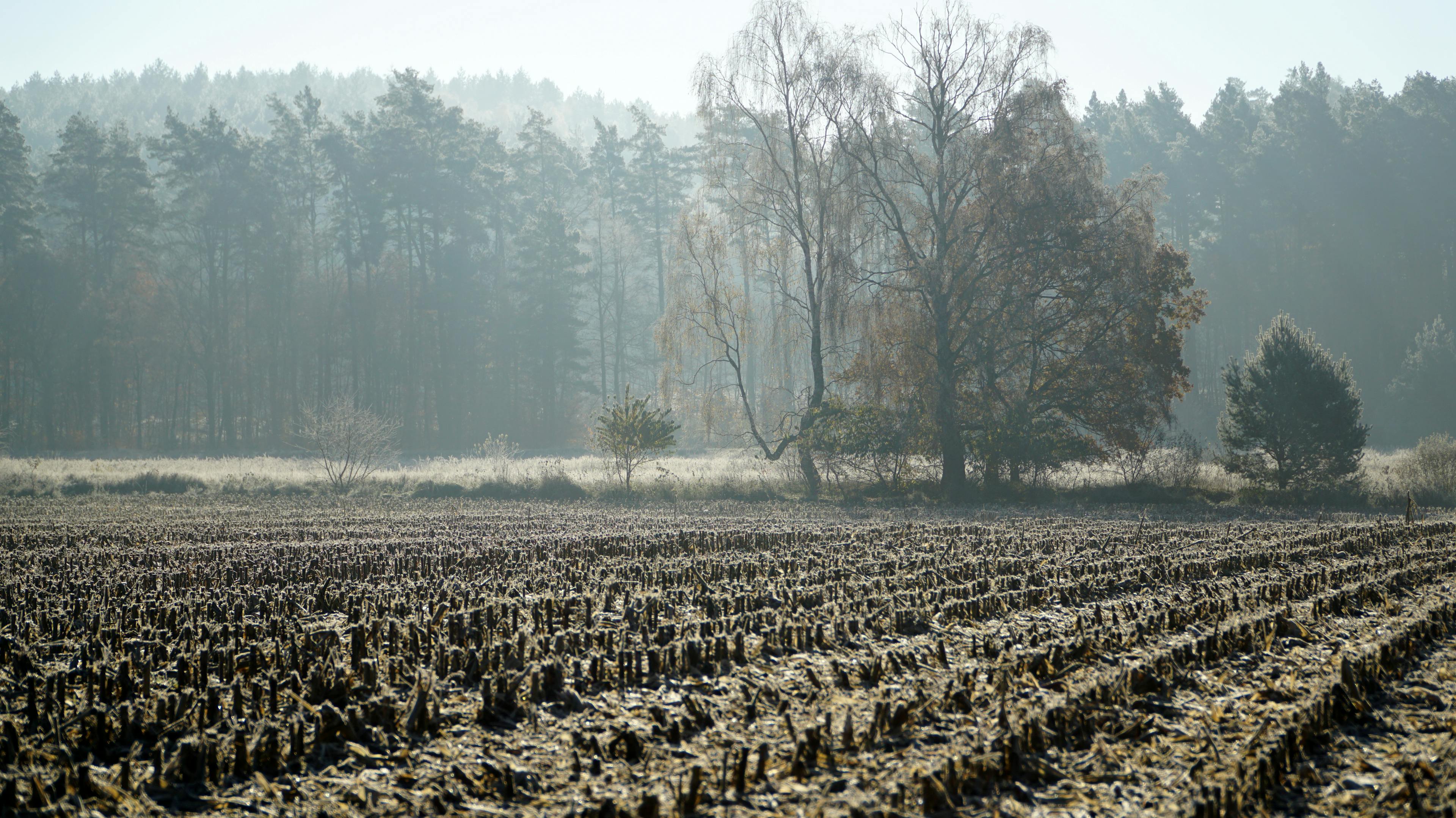 Enchanted Autumn: A Misty Forestscape to Remember